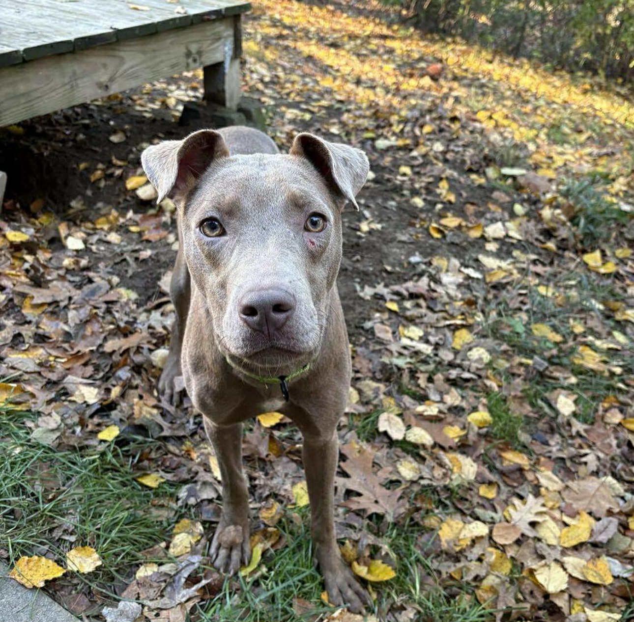 Enlarge Ivory, a Adoptable mixed breed in Salem, NH image 4/5