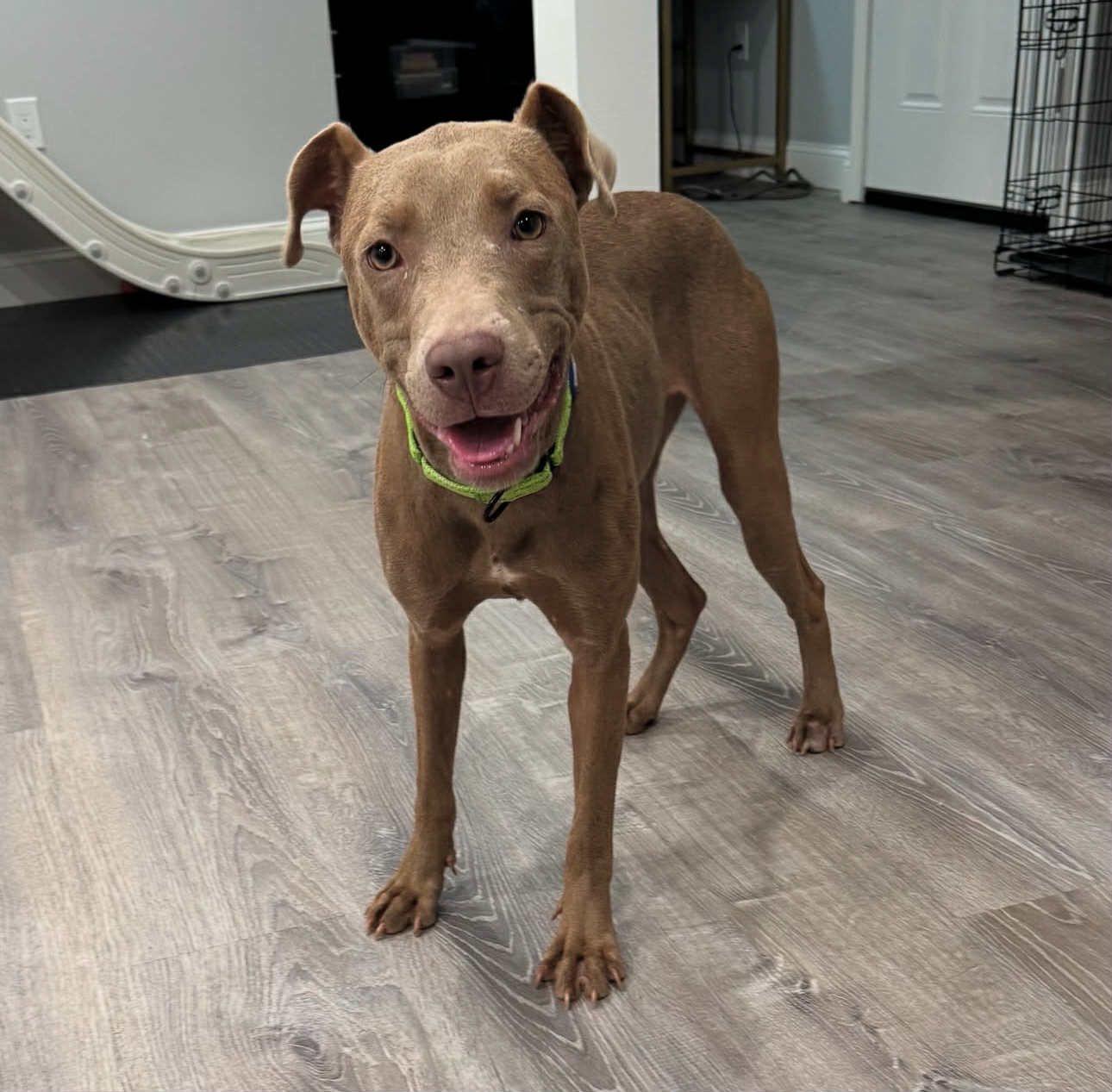 Enlarge Ivory, a Adoptable mixed breed in Salem, NH image 5/5