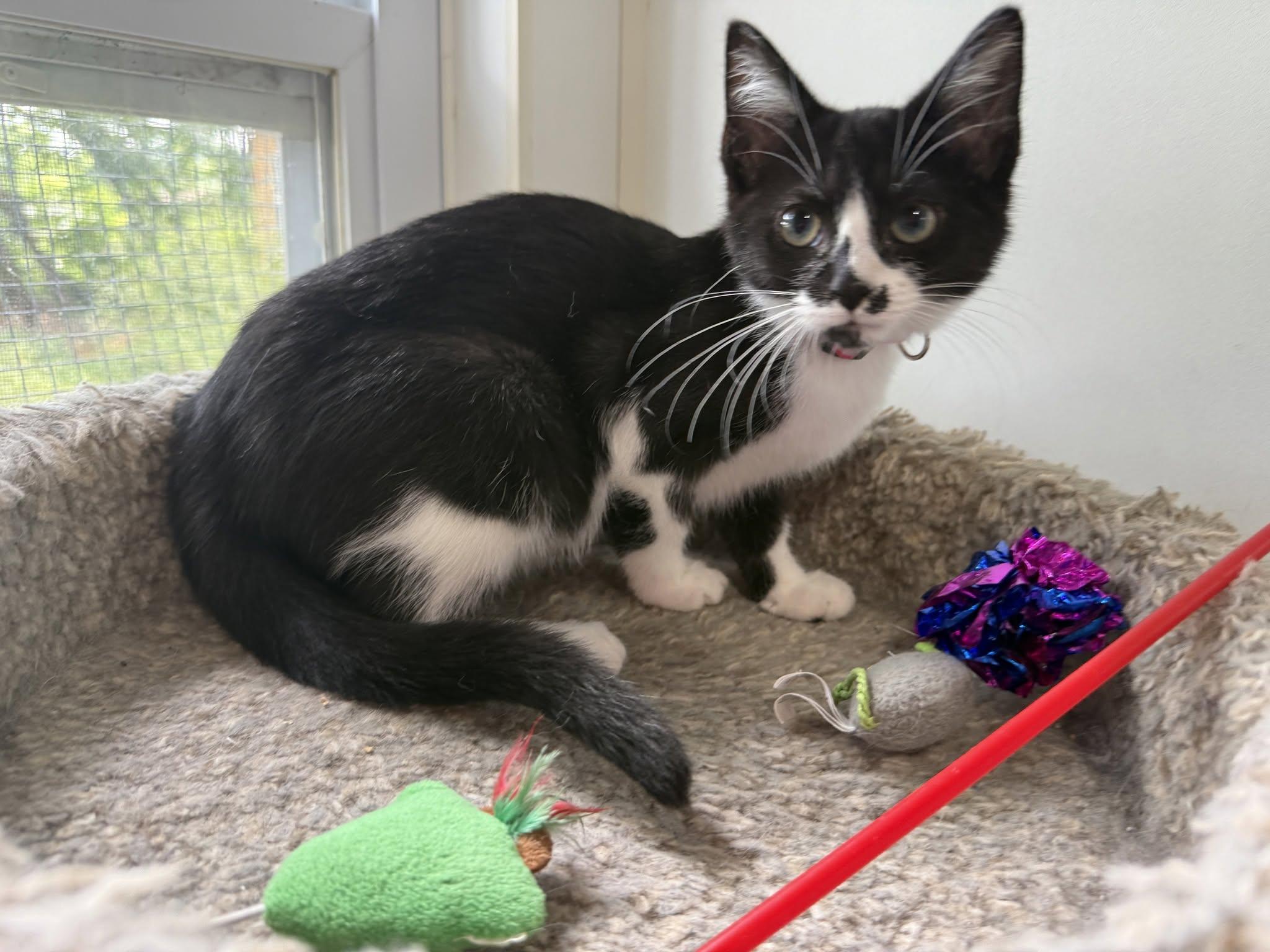 Enlarge Frieda, a ADOPTABLE Domestic Short Hair in Ashland, OH image 3/4