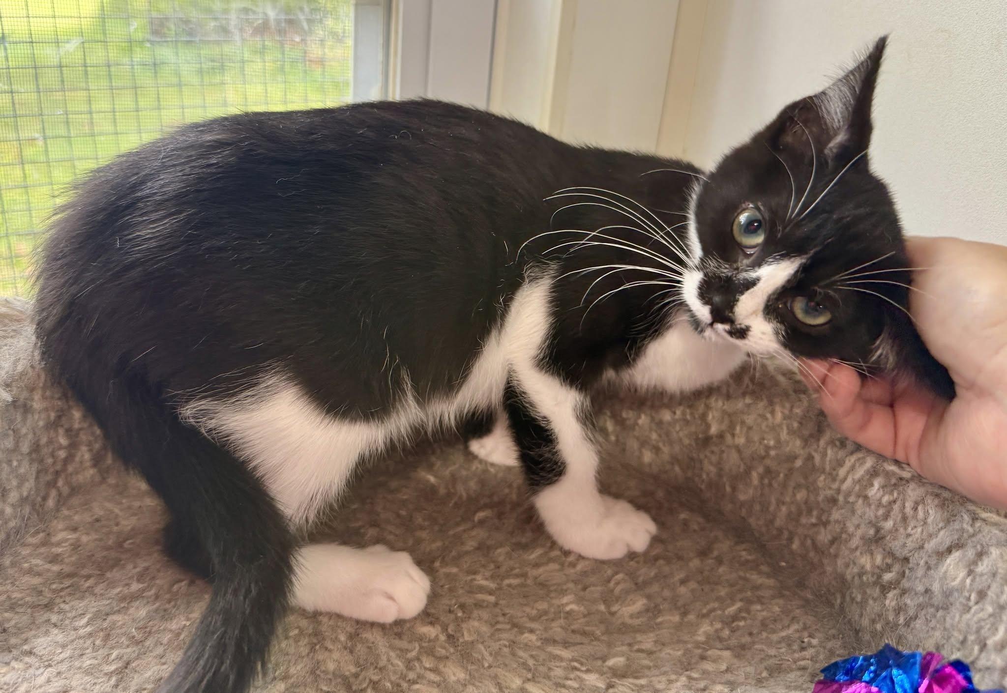 Enlarge Frieda, a ADOPTABLE Domestic Short Hair in Ashland, OH image 4/4