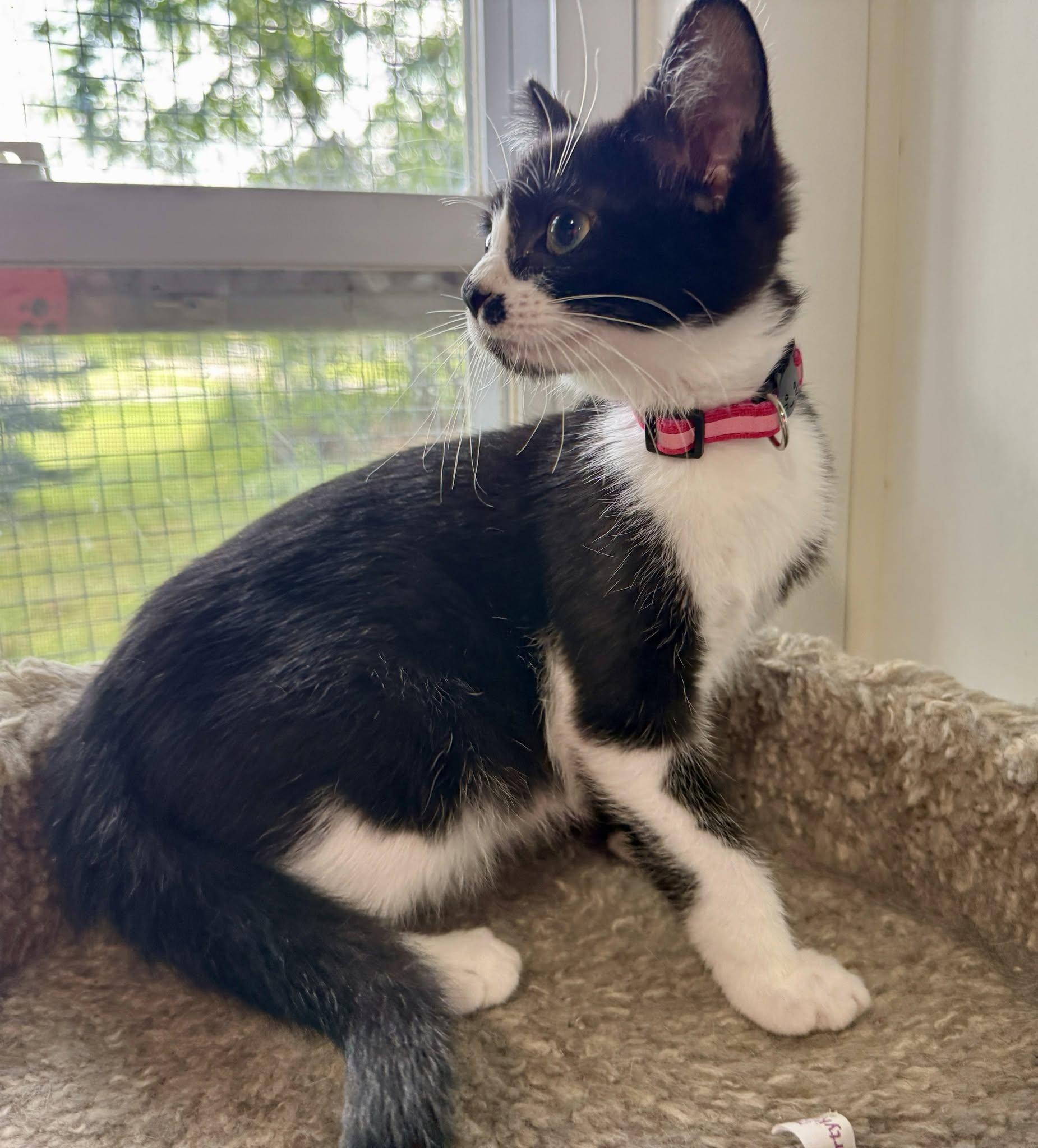 Enlarge Frieda, a ADOPTABLE Domestic Short Hair in Ashland, OH image 2/4