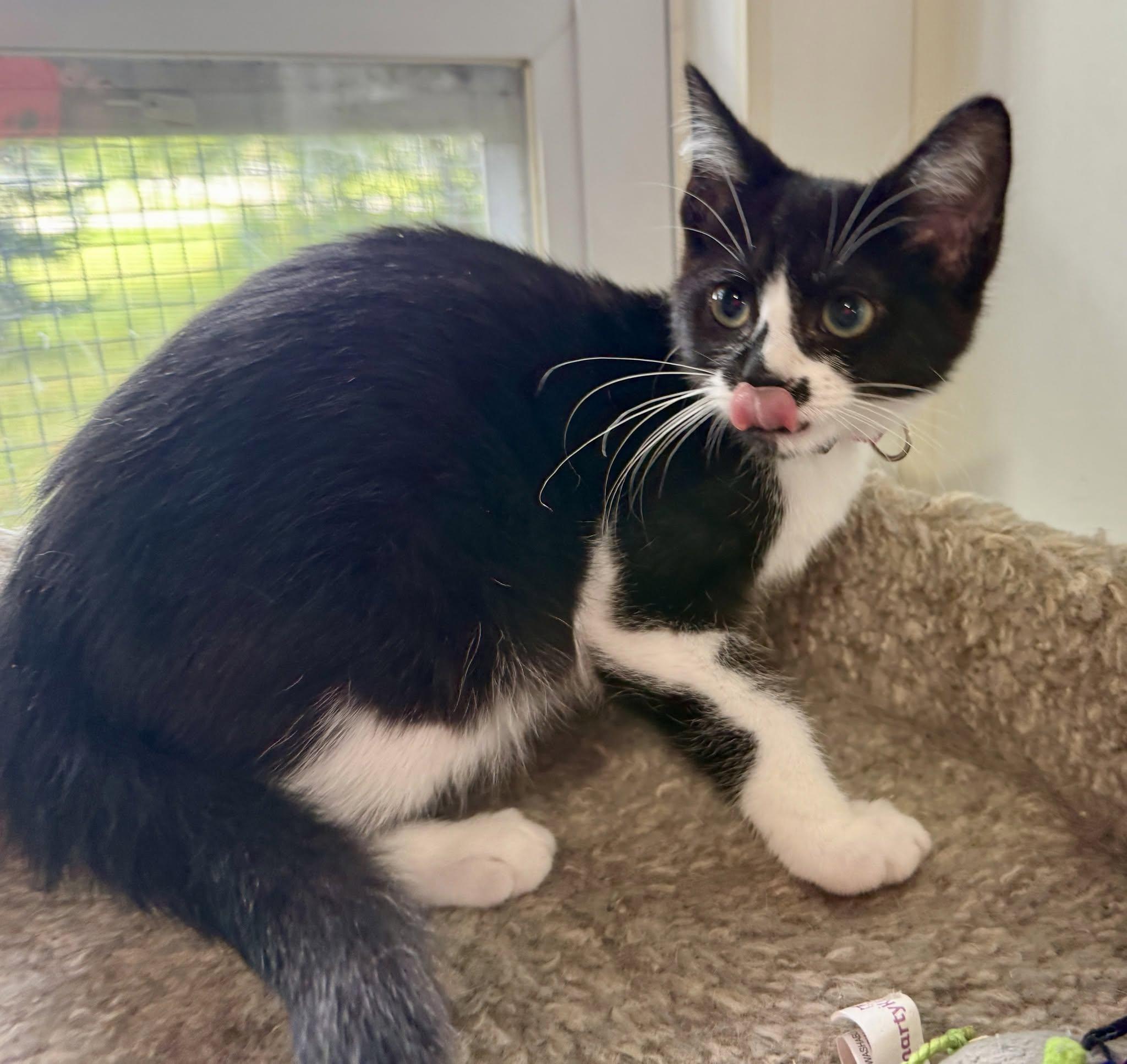 Frieda, ADOPTABLE, Kitten Female Domestic Short Hair.