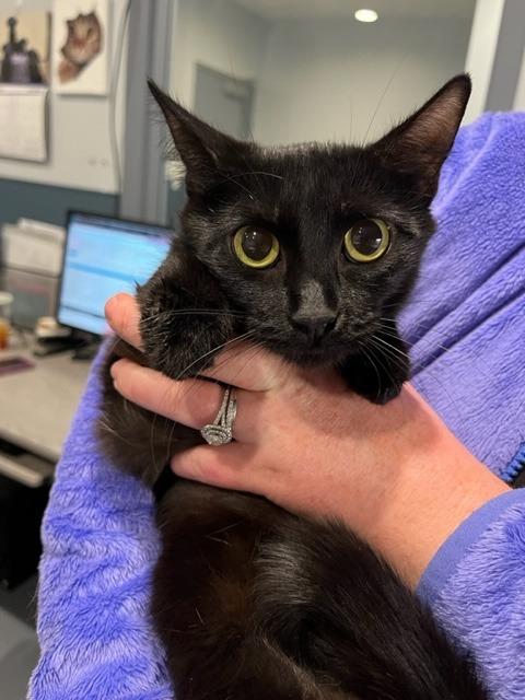 Ginny *IN FOSTER*, Adoptable, Adult Female Domestic Short Hair.