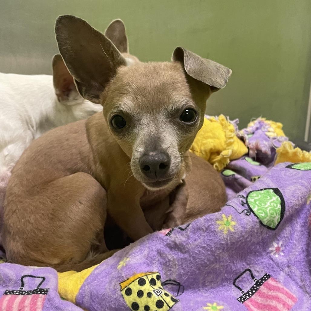 Enlarge Oliver, a Adoptable Yorkshire Terrier in Spokane, WA image 1/1