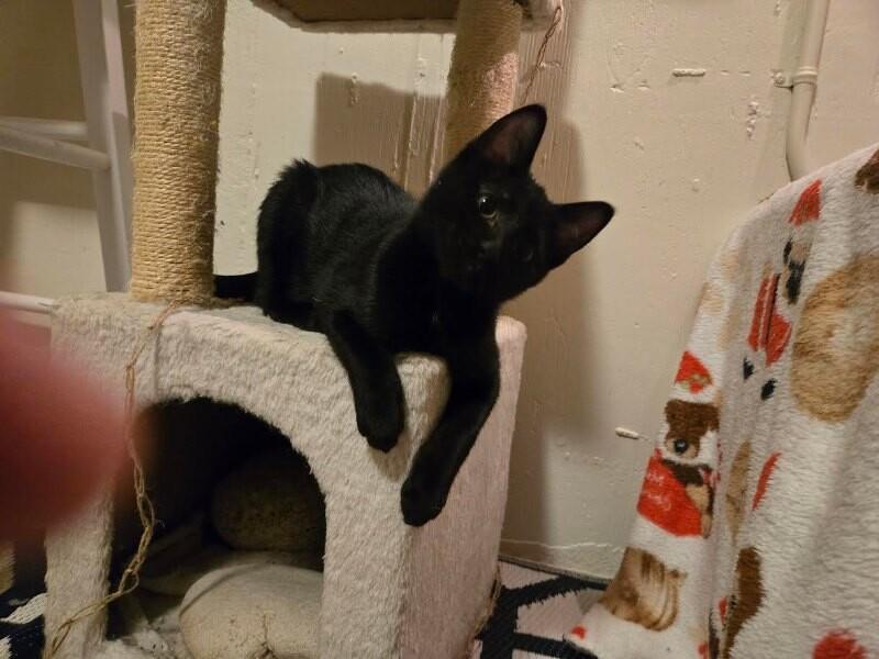 Lisa, a Adoptable Domestic Short Hair in Westminster, CO image 2/6