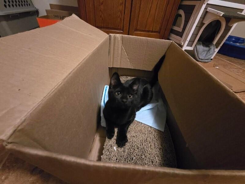 Lisa, a Adoptable Domestic Short Hair in Westminster, CO image 3/6