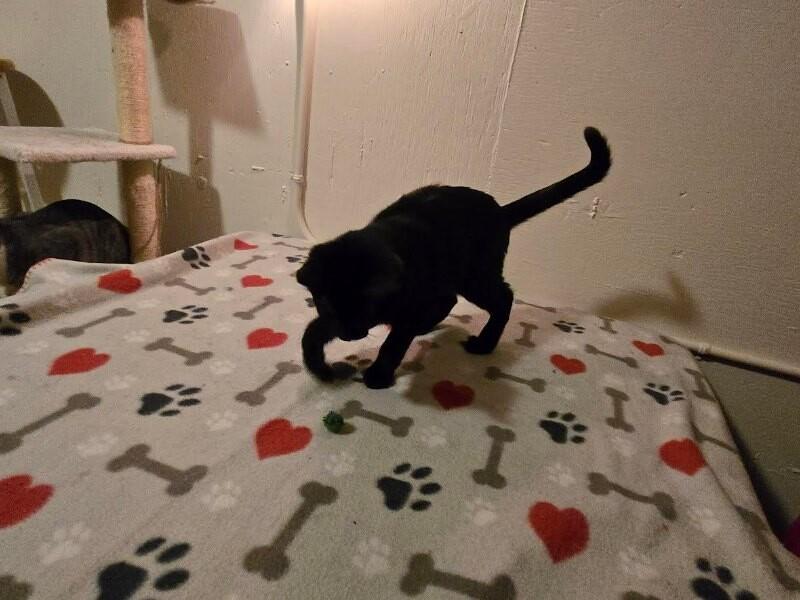 Lisa, a Adoptable Domestic Short Hair in Westminster, CO image 4/6