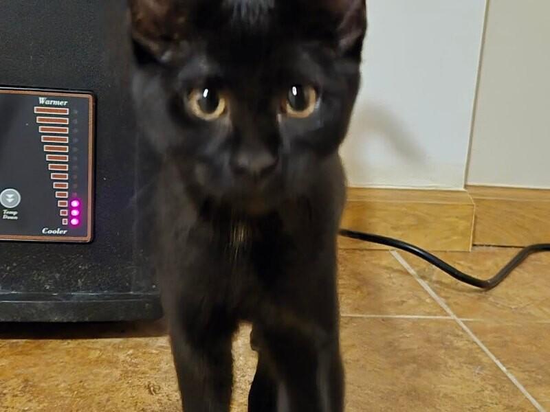 Lisa, a Adoptable Domestic Short Hair in Westminster, CO image 6/6