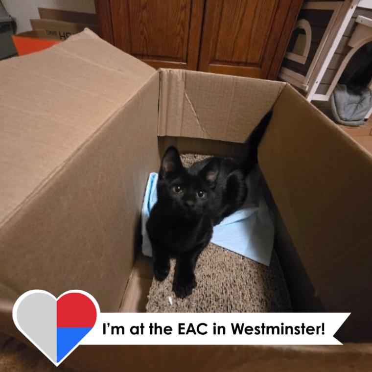 Lisa, Adoptable, Young Female Domestic Short Hair.