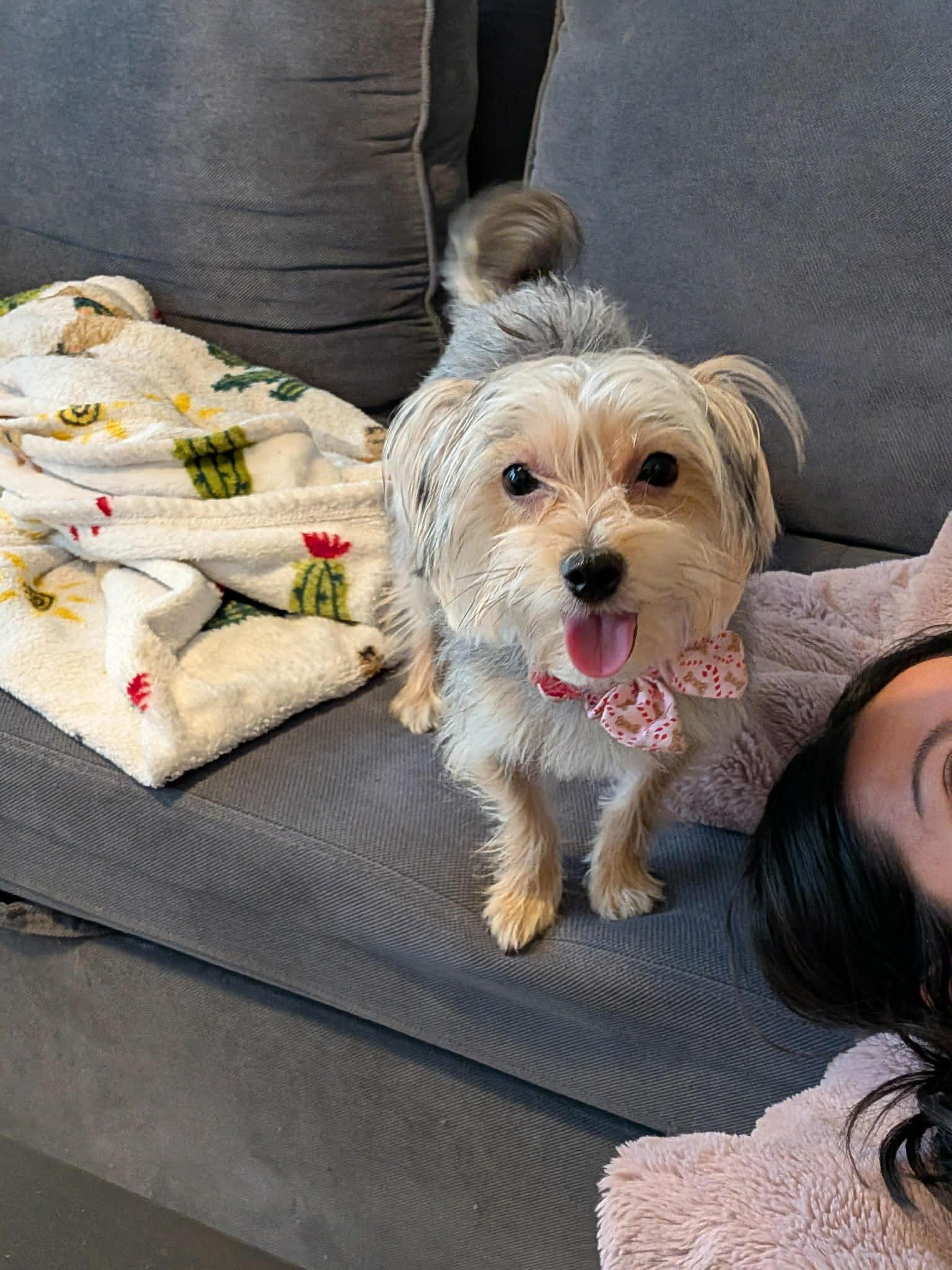 YAMI, ADOPTABLE, Young Female Morkie & Maltese.