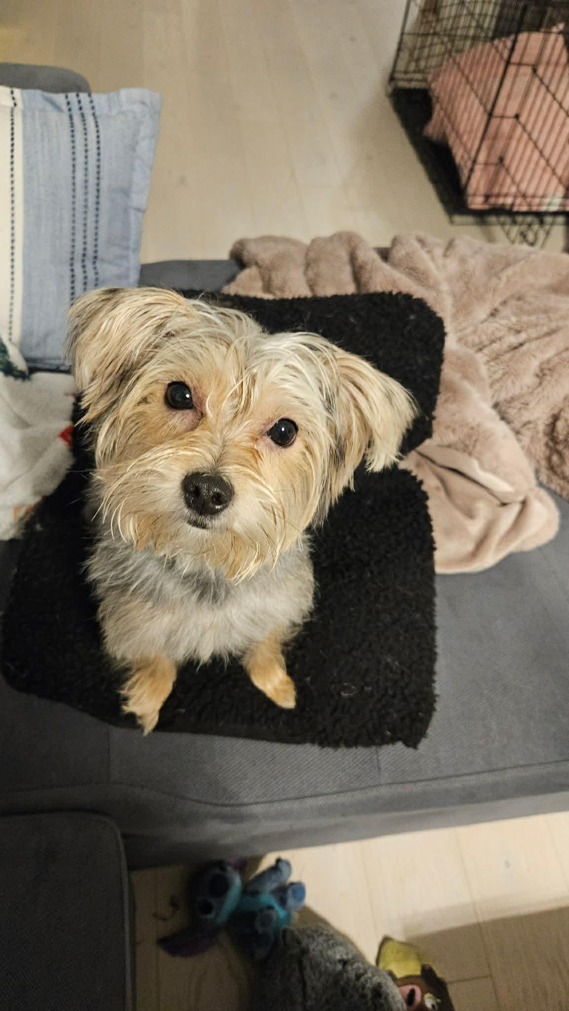 Enlarge YAMI, a ADOPTABLE mixed breed in Richmond Hill , ON image 3/4