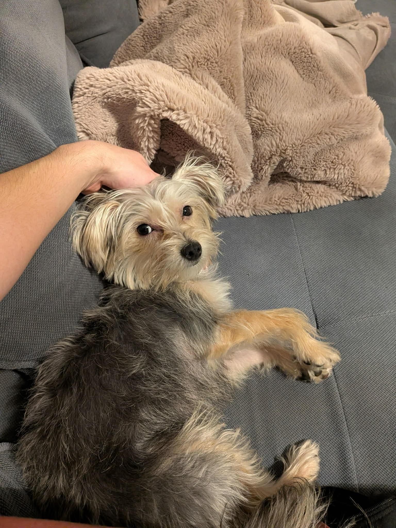 Enlarge YAMI, a ADOPTABLE mixed breed in Richmond Hill , ON image 4/4