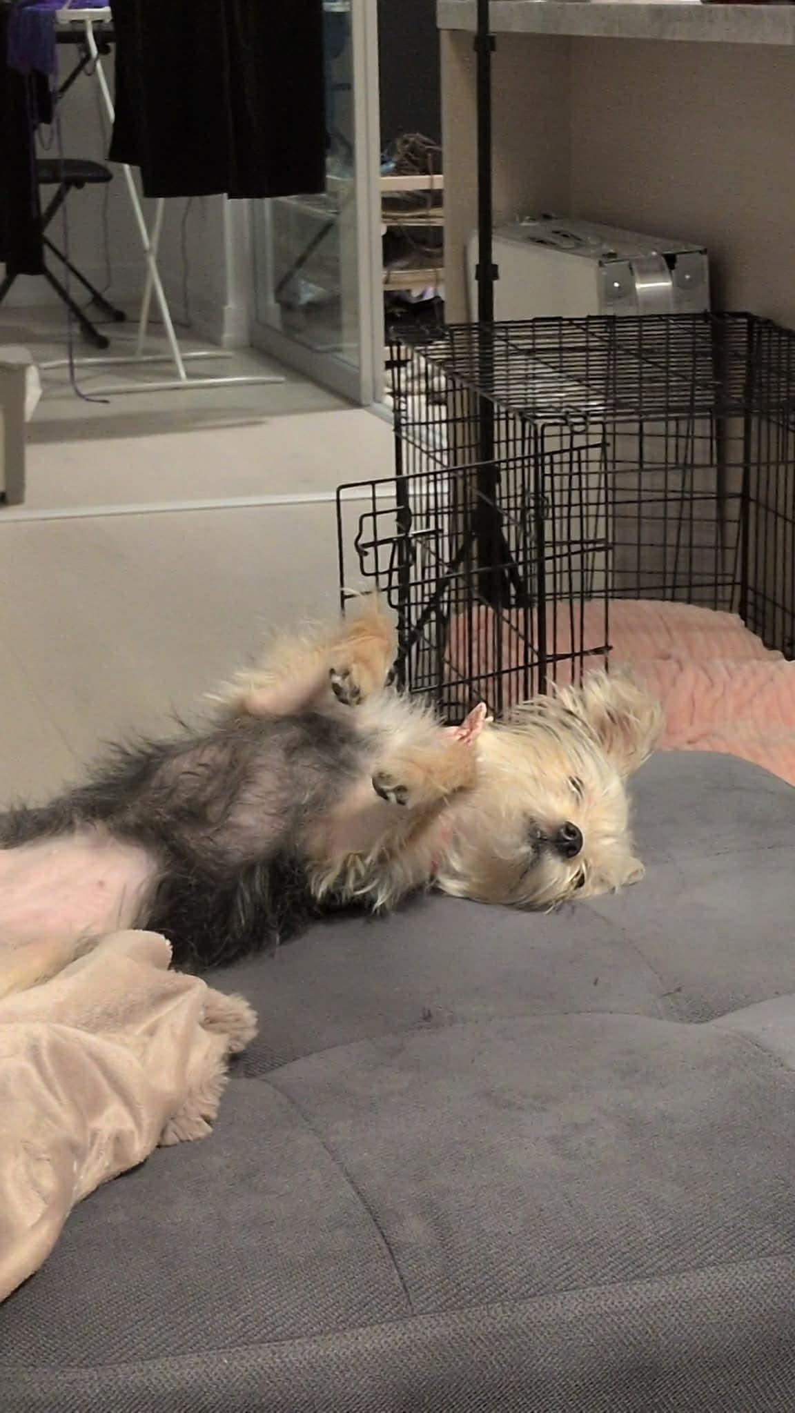 Enlarge YAMI, a ADOPTABLE mixed breed in Richmond Hill , ON image 2/4