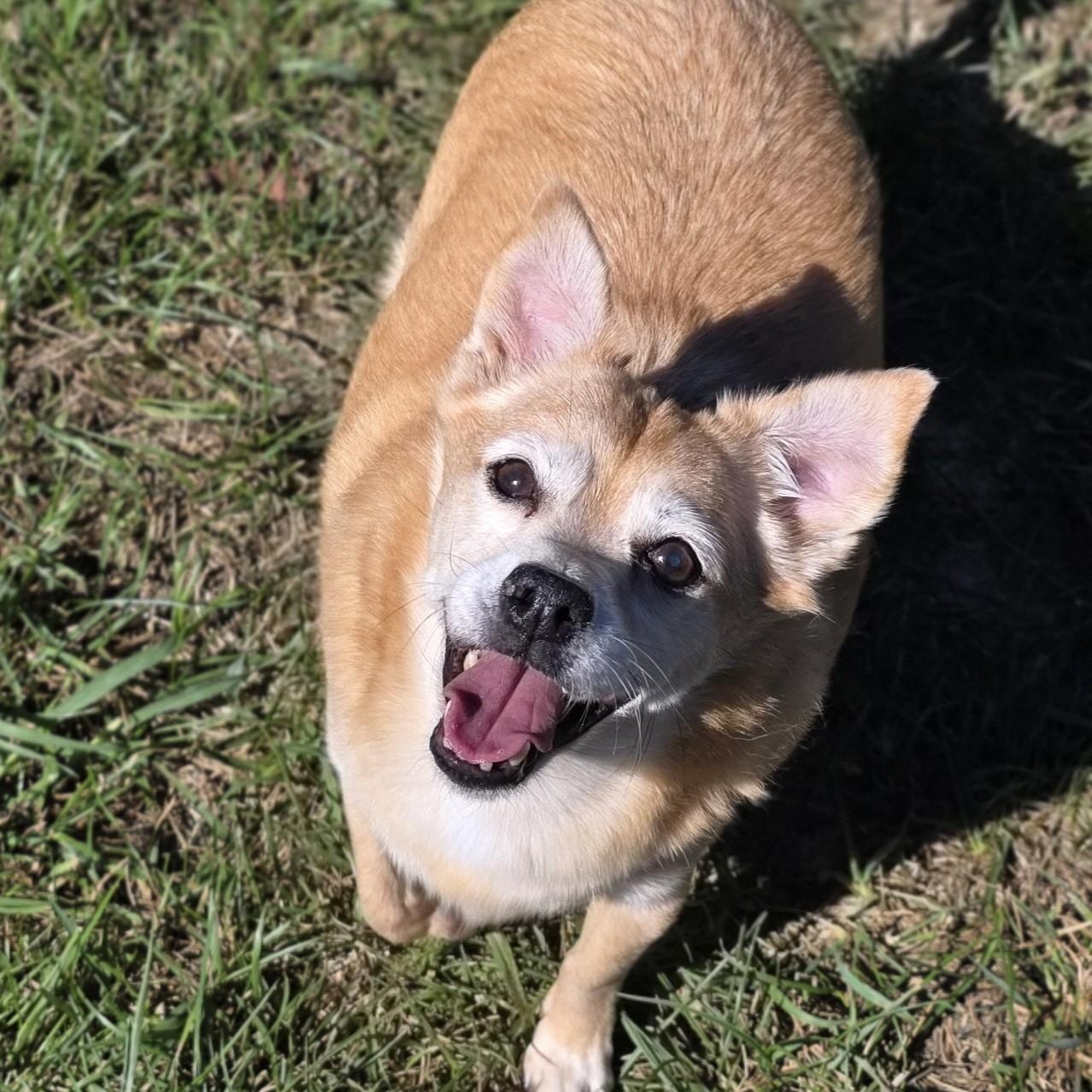 Enlarge Max, a Adoptable mixed breed in Shepherdsville, KY image 3/5