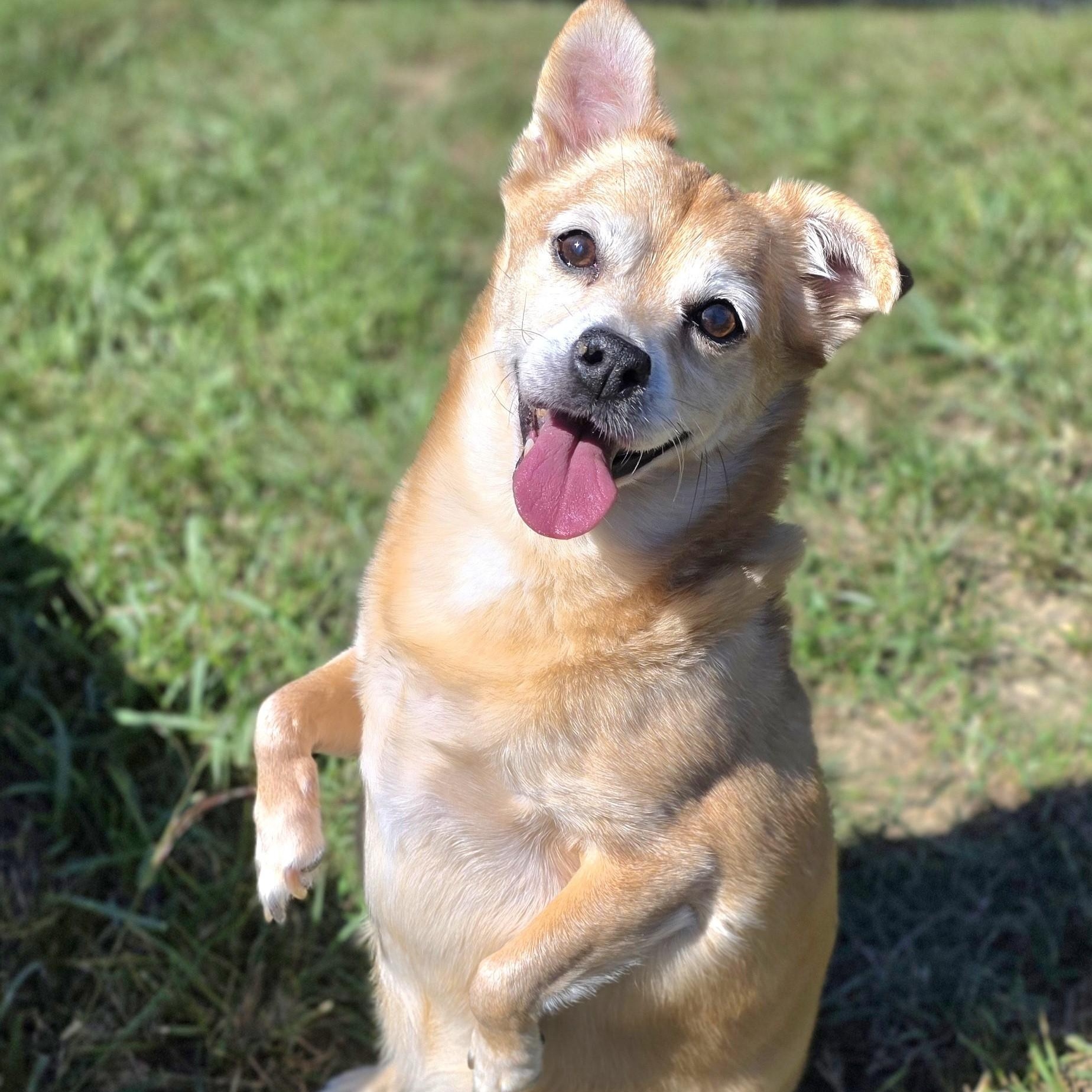 Max, Adoptable, Senior Male Chihuahua.