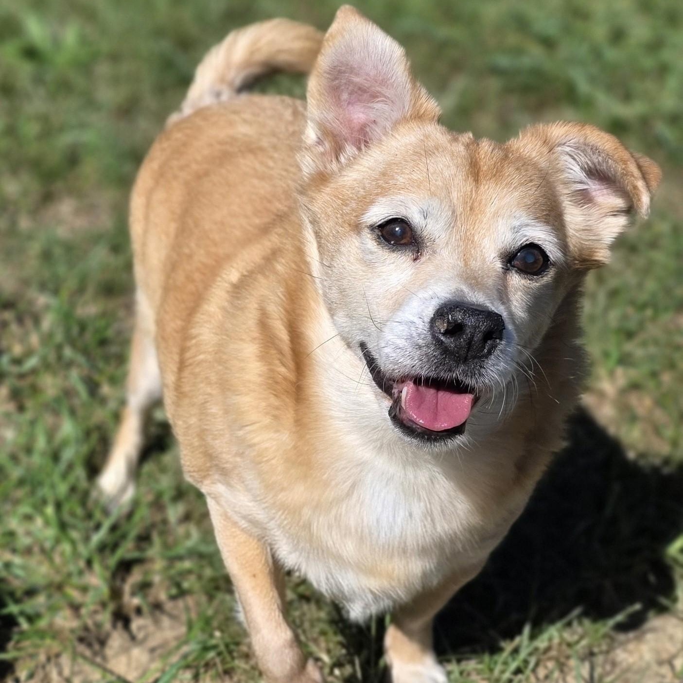 Enlarge Max, a Adoptable mixed breed in Shepherdsville, KY image 4/5