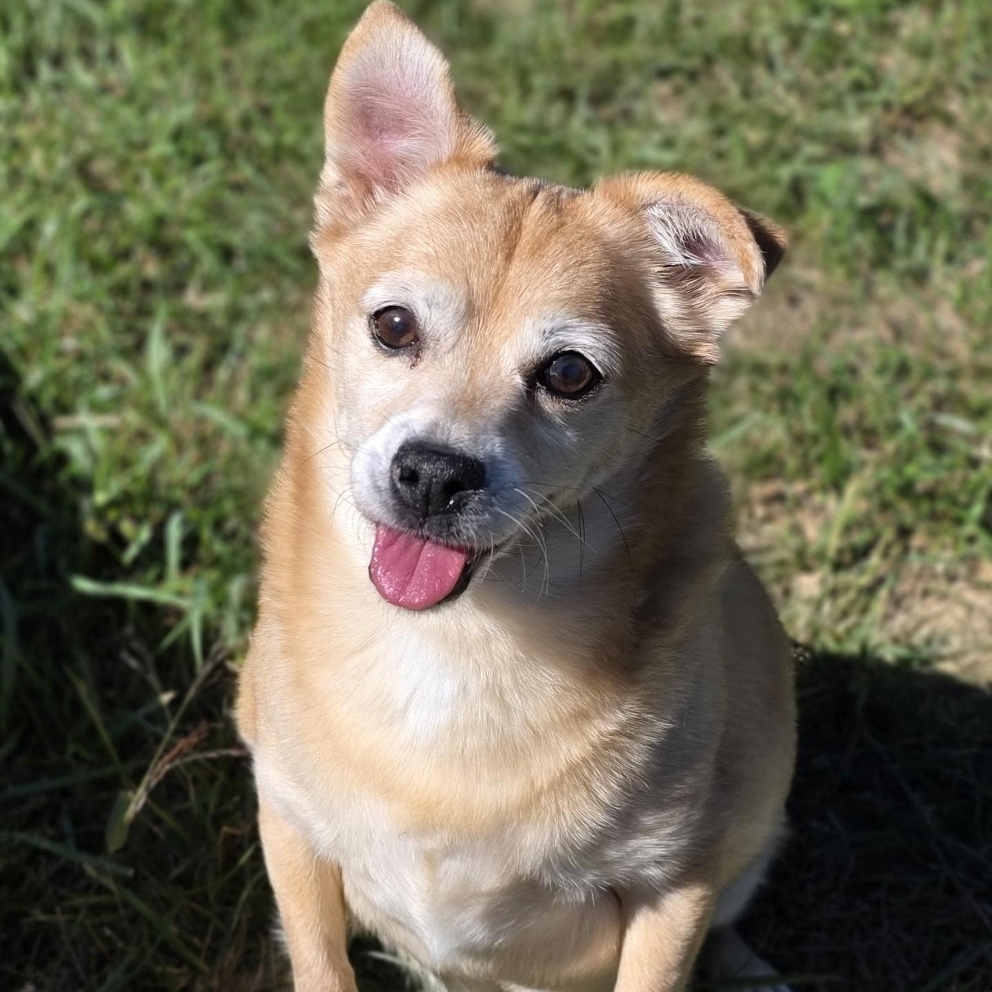 Enlarge Max, a Adoptable mixed breed in Shepherdsville, KY image 5/5
