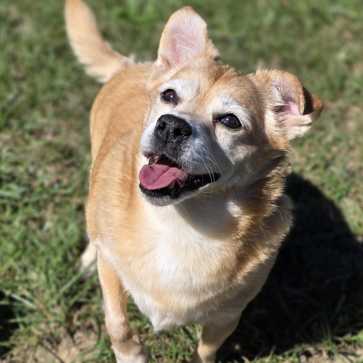 Enlarge Max, a Adoptable mixed breed in Shepherdsville, KY image 2/5