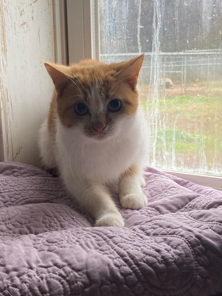 Enlarge Whimsy, a ADOPTABLE Domestic Short Hair in McKenzie, TN image 2/3