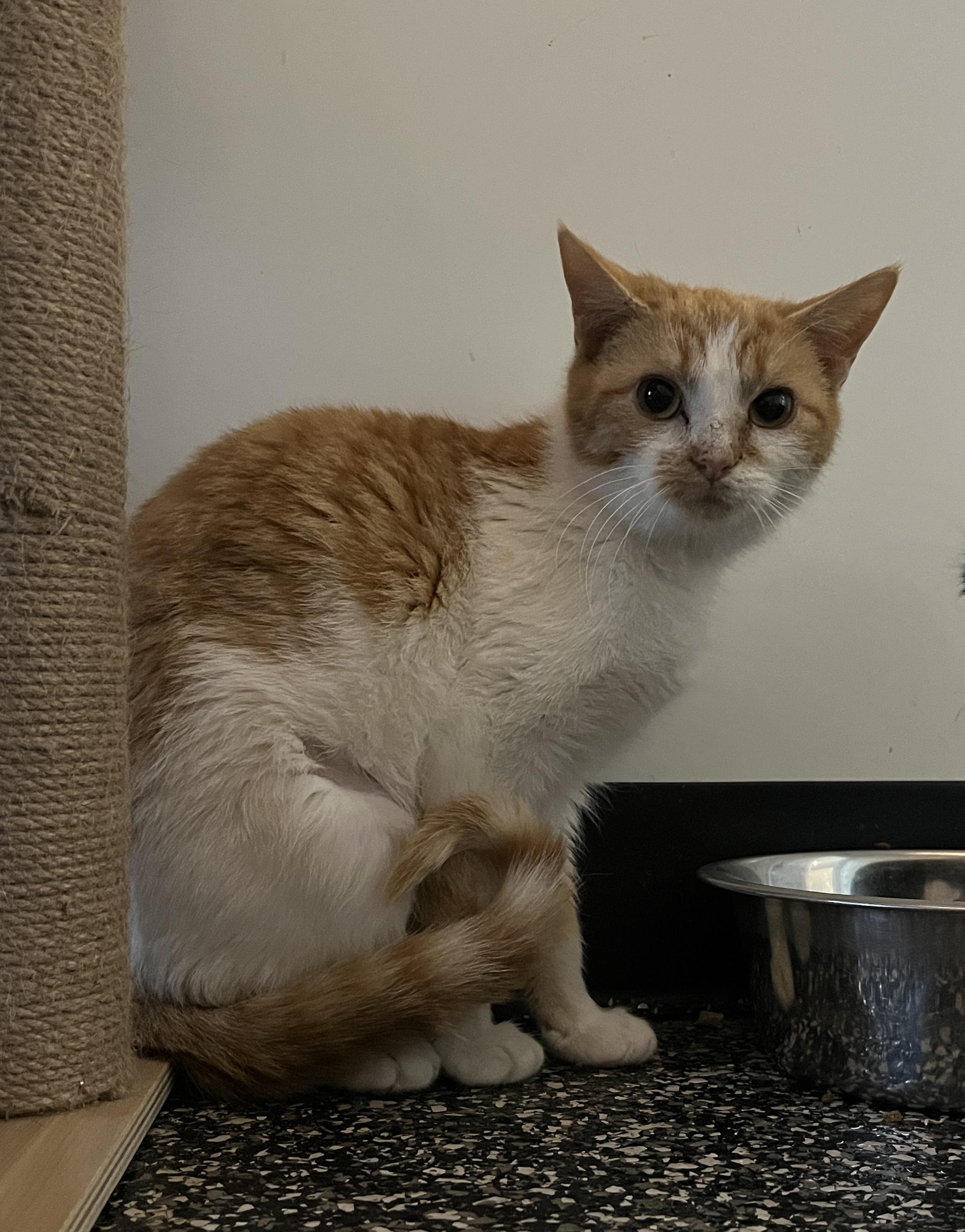 Enlarge Whimsy, a ADOPTABLE Domestic Short Hair in McKenzie, TN image 3/3