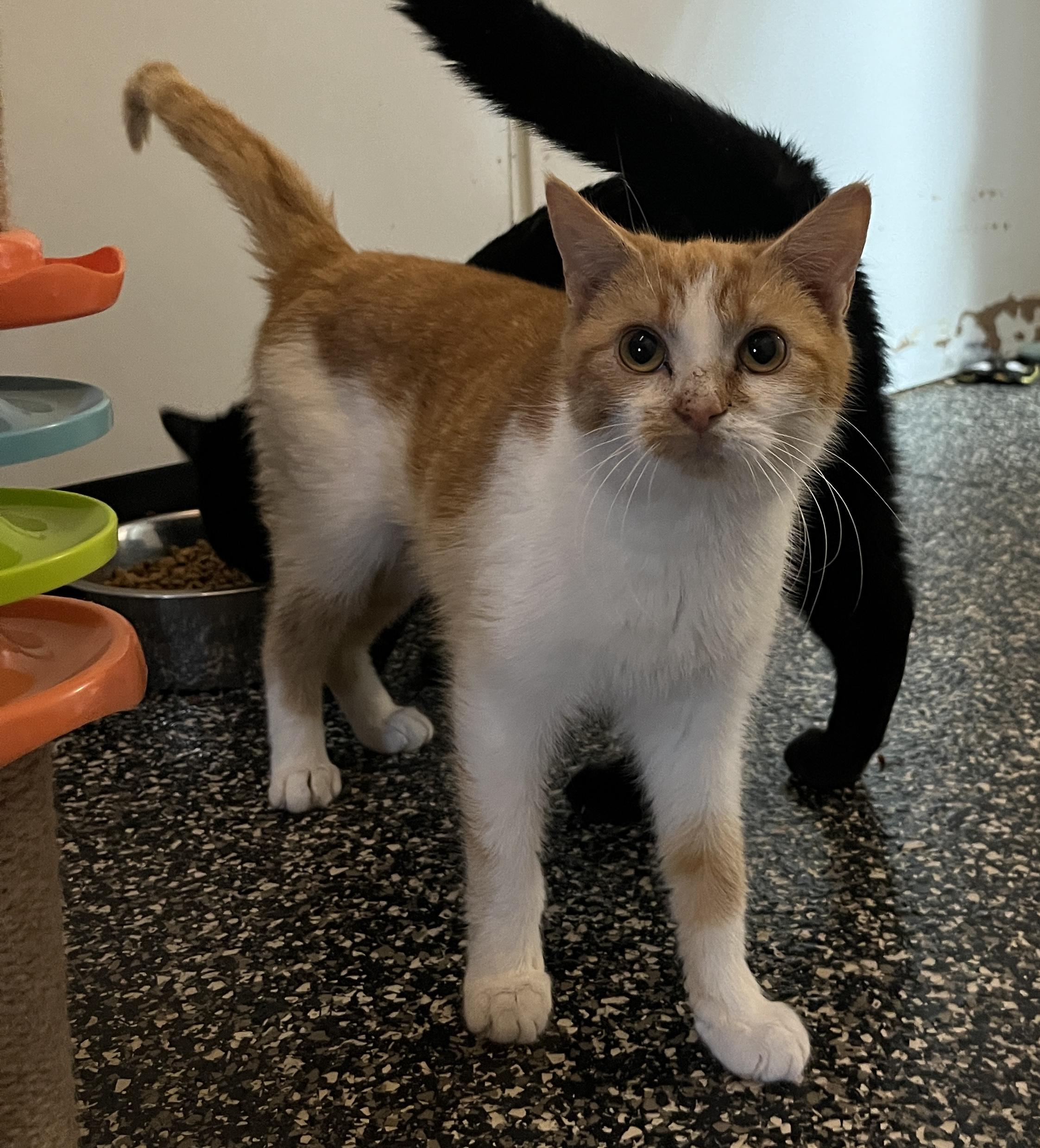 Whimsy, ADOPTABLE, Young Female Domestic Short Hair.