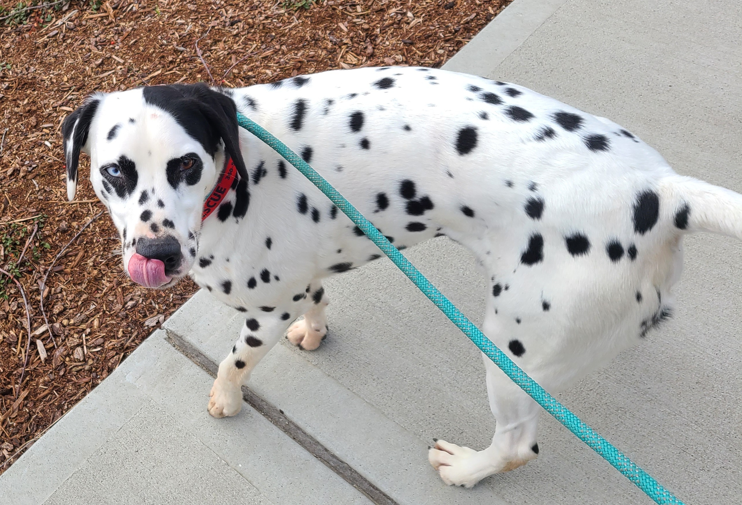Enlarge Jumping Jack Flash, a Adopted Dalmatian in Lake Stevens, WA image 1/12