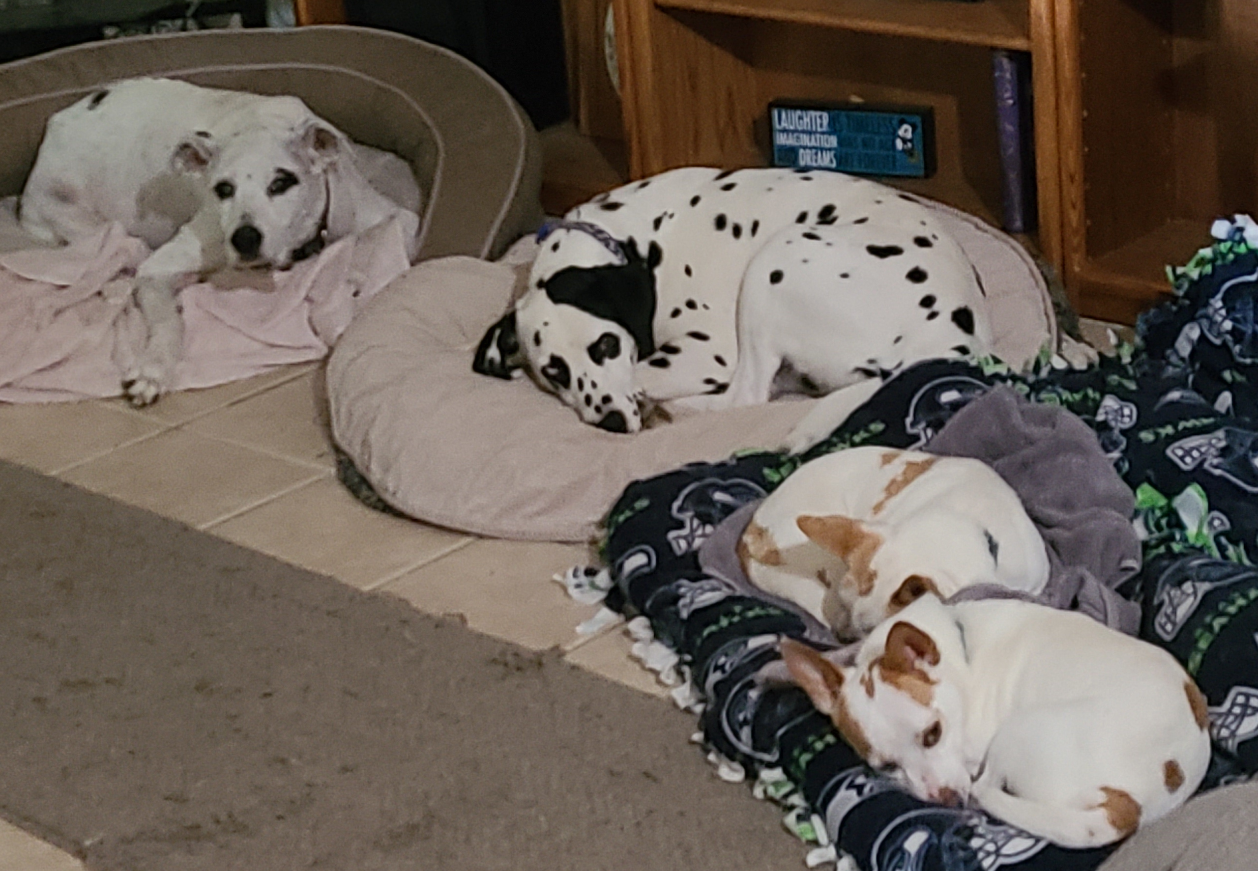 Enlarge Jumping Jack Flash, a Adopted Dalmatian in Lake Stevens, WA image 2/12