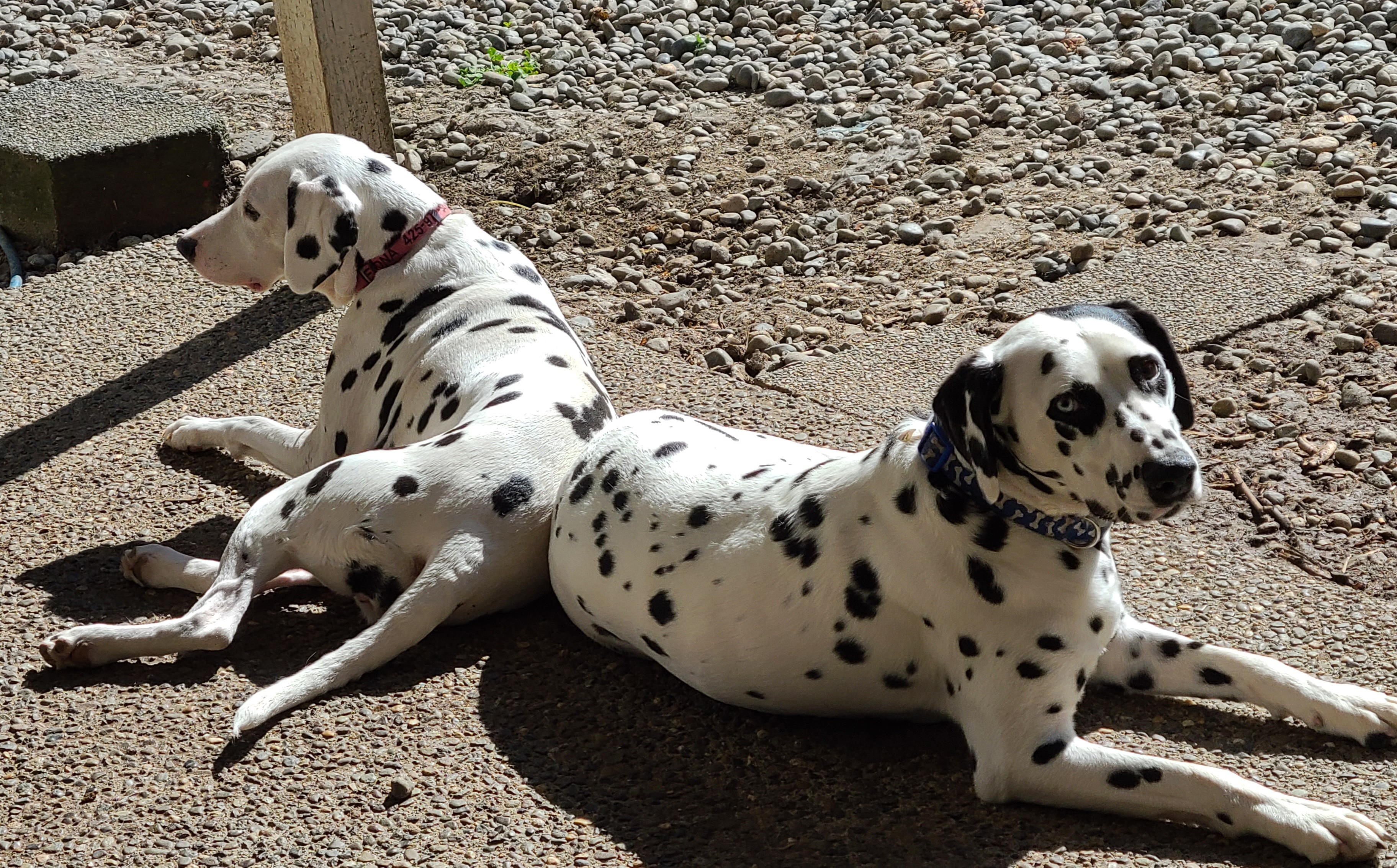Enlarge Jumping Jack Flash, a Adopted Dalmatian in Lake Stevens, WA image 3/12