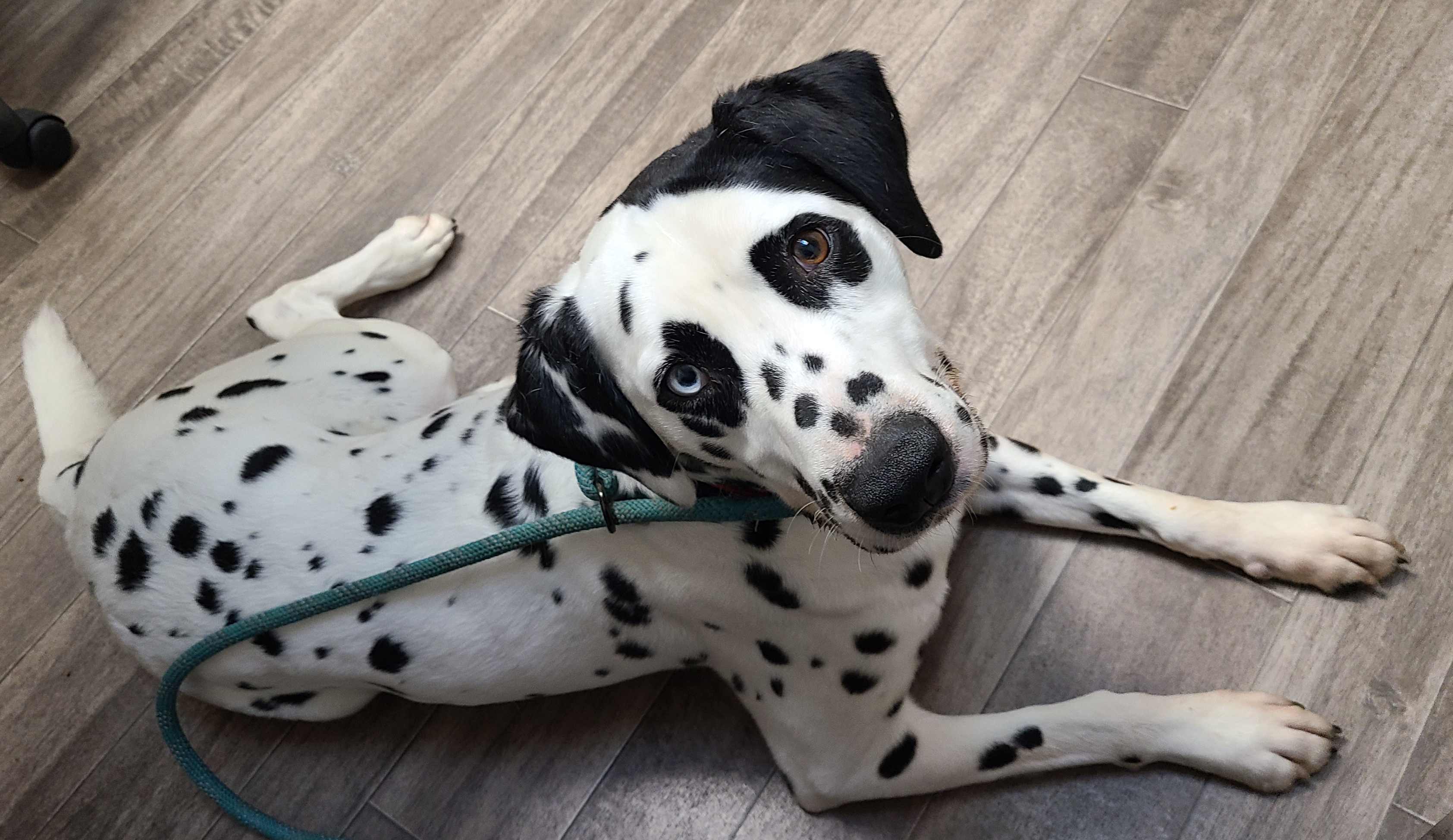 Enlarge Jumping Jack Flash, a Adopted Dalmatian in Lake Stevens, WA image 4/12