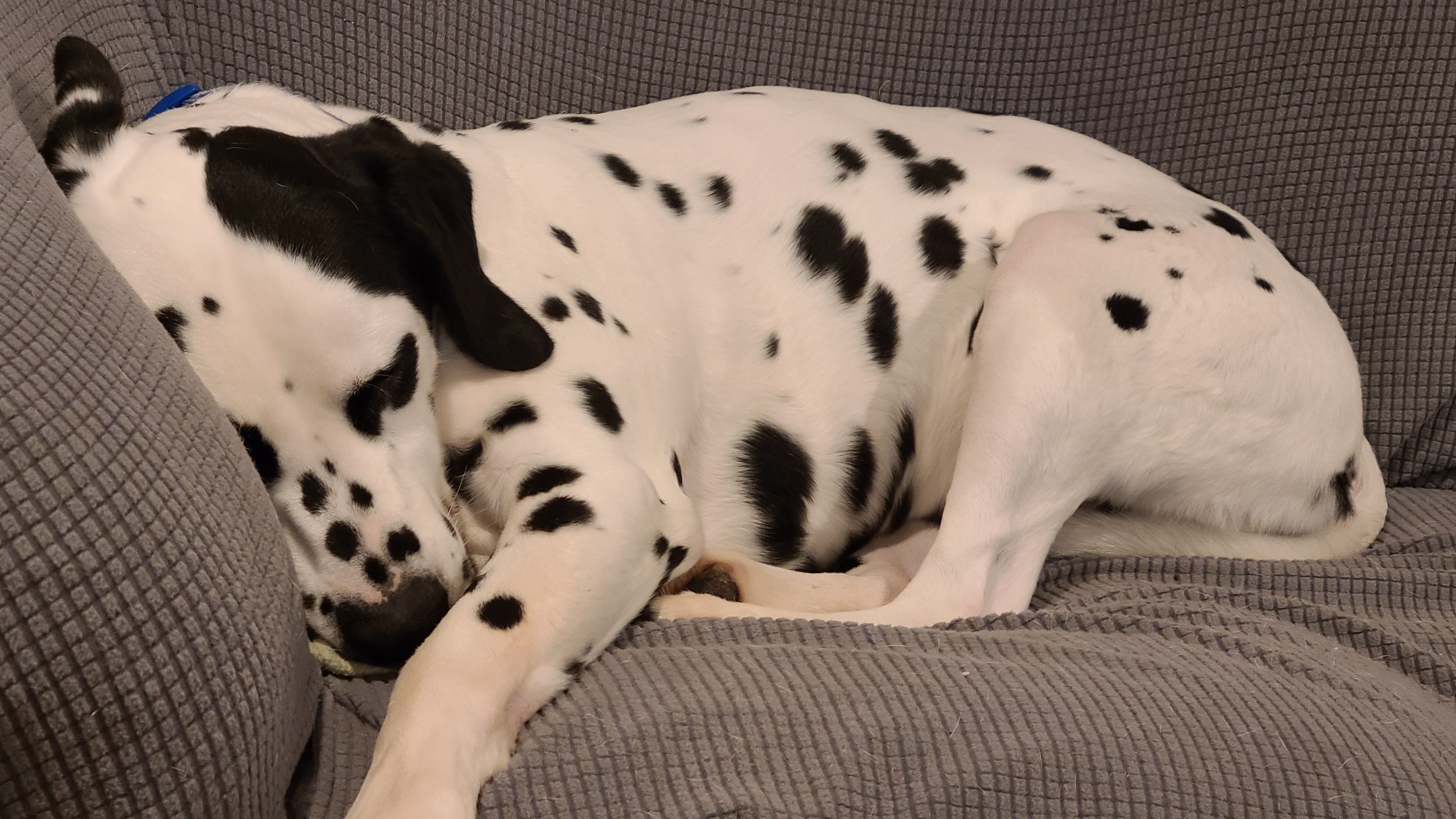 Enlarge Jumping Jack Flash, a Adopted Dalmatian in Lake Stevens, WA image 5/12