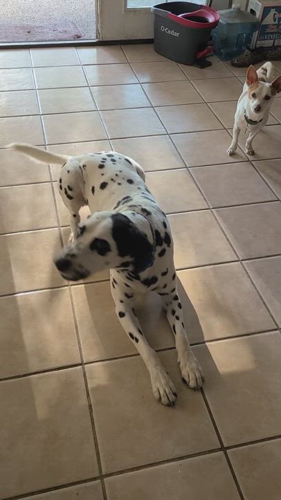 Enlarge Jumping Jack Flash, a Adopted Dalmatian in Lake Stevens, WA video 12/12