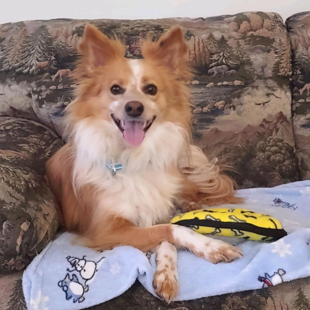 Kip, Adoptable, Young Male Pomeranian & Mixed Breed.