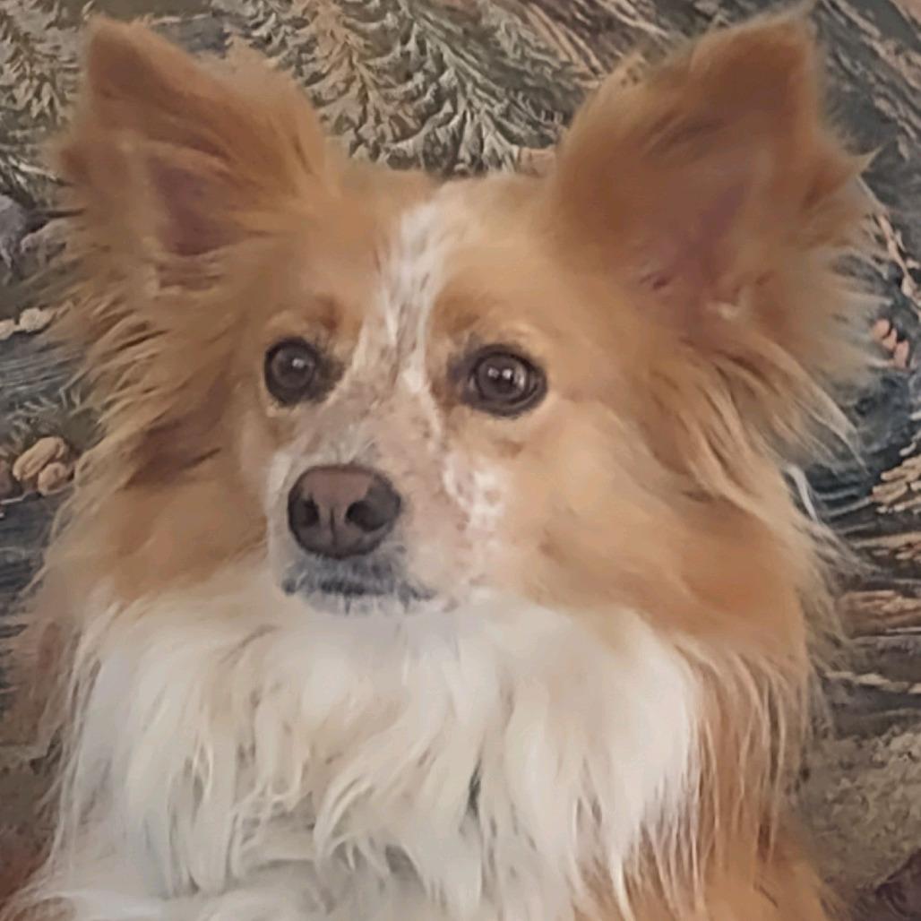 Enlarge Kip, a Adoptable mixed breed in Columbia Station, OH image 2/6