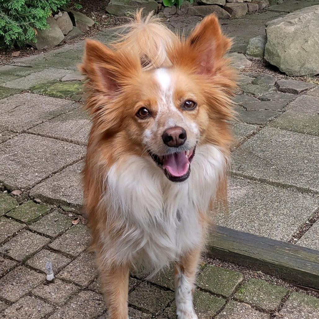 Enlarge Kip, a Adoptable mixed breed in Columbia Station, OH image 3/6