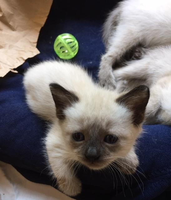 Madonna, Adopted, Kitten Female Siamese.