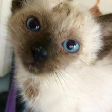 Madonna, a Adopted Siamese in Bertram, TX image 2/3