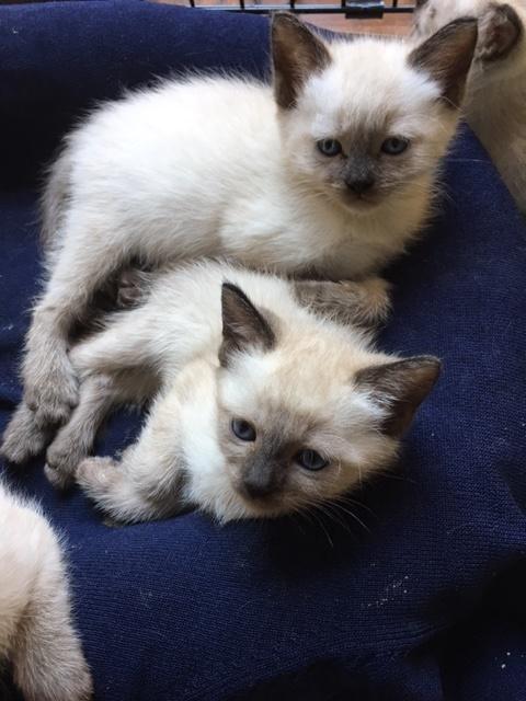 Madonna, a Adopted Siamese in Bertram, TX image 3/3