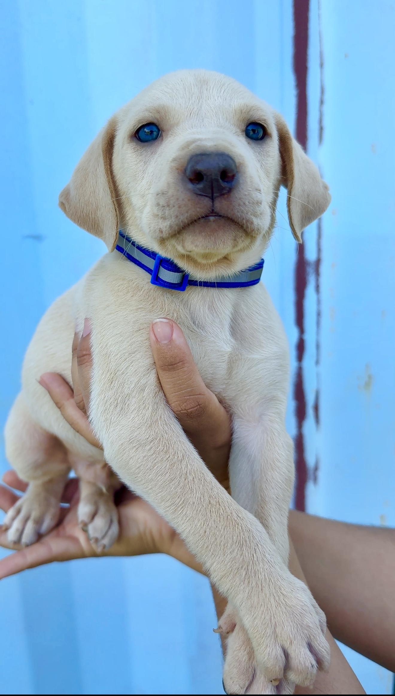 Enlarge Bruno - Blue eyed, cute & loving personality - *LOW ADOPTION FEE*, an adopted mixed breed in Brooklyn , NY image 6/6