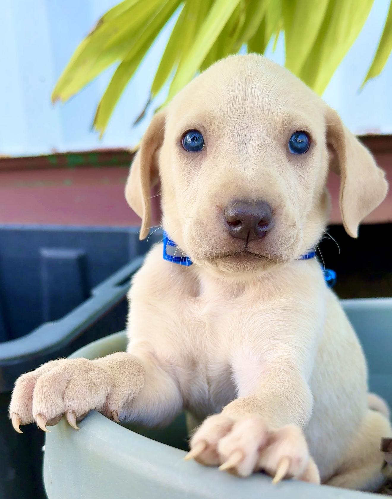 Bruno - Blue eyed, cute & loving personality - *LOW ADOPTION FEE*, adopted, Puppy Male Weimaraner & Labrador Retriever.