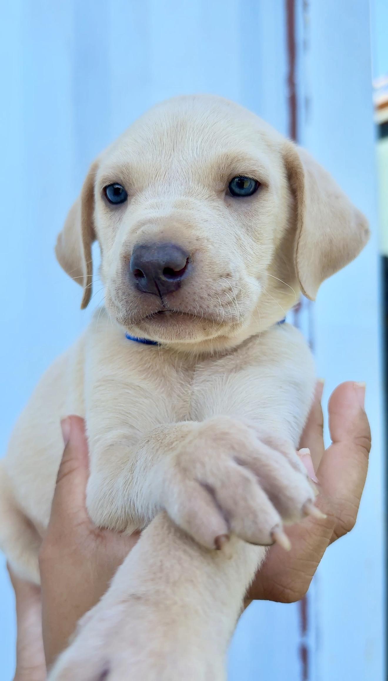 Enlarge Bruno - Blue eyed, cute & loving personality - *LOW ADOPTION FEE*, an adopted mixed breed in Brooklyn , NY image 3/6