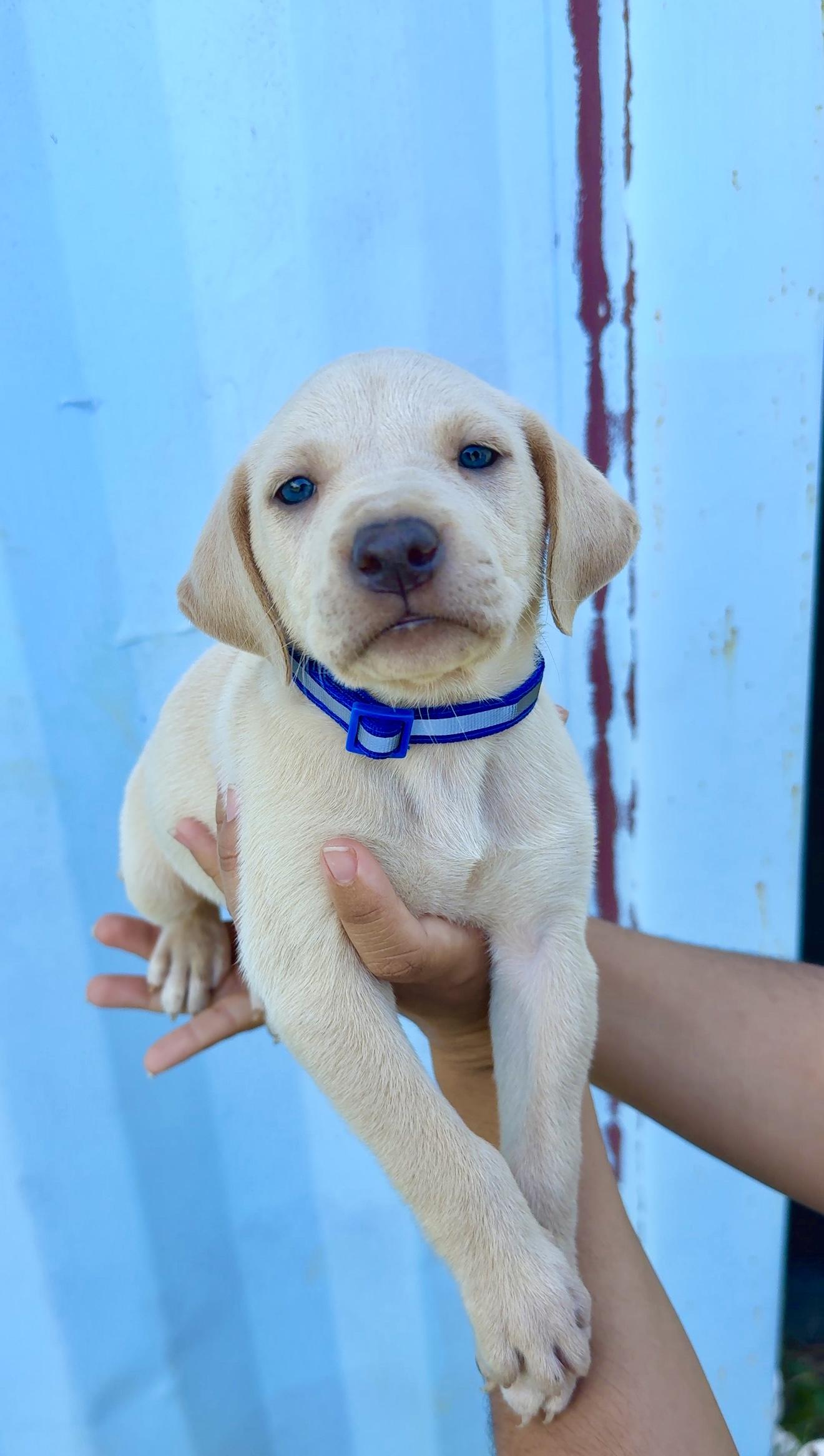 Enlarge Bruno - Blue eyed, cute & loving personality - *LOW ADOPTION FEE*, an adopted mixed breed in Brooklyn , NY image 4/6