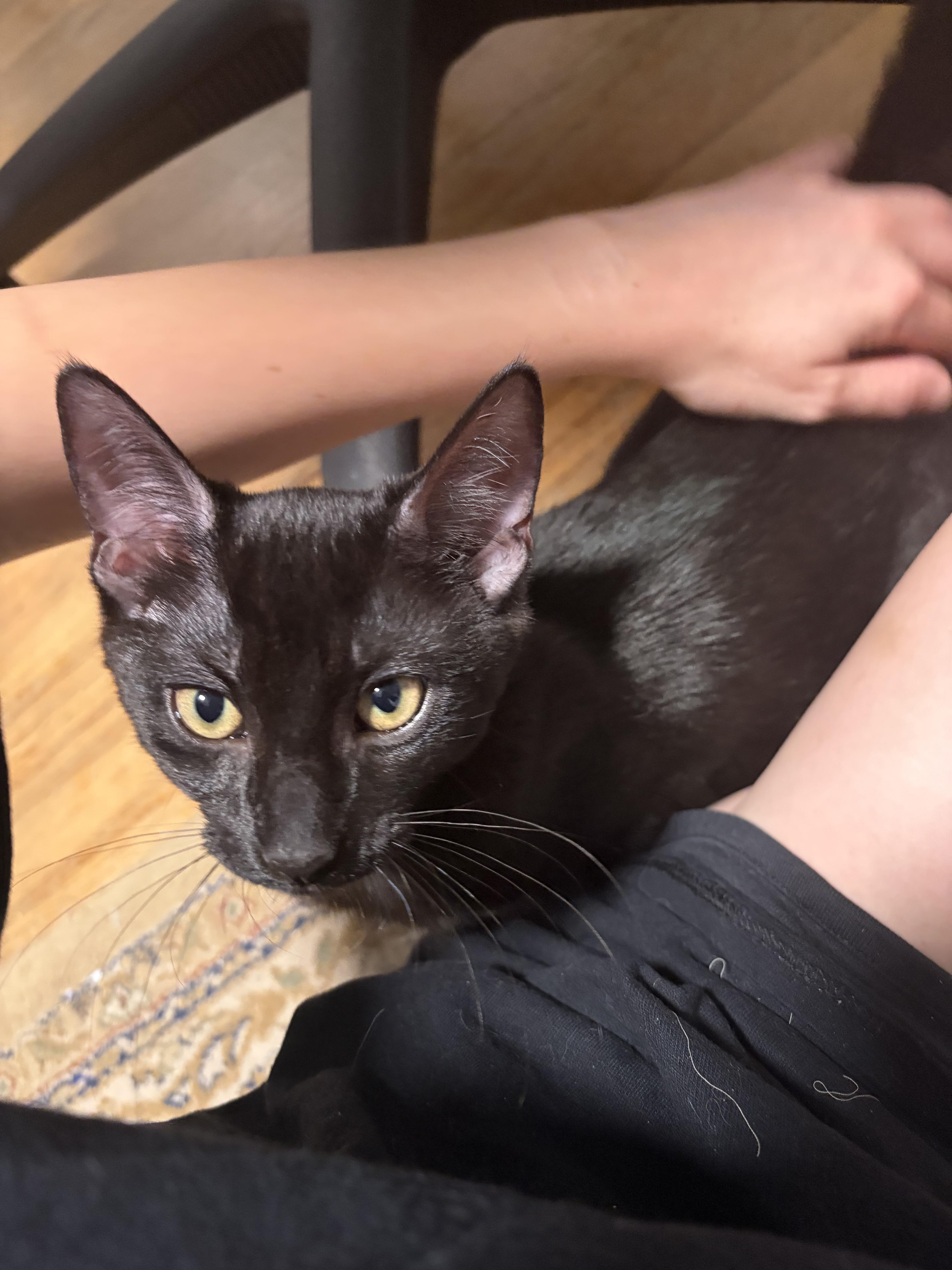 Enlarge Poblano and Cayenne (Pair), a ADOPTABLE Domestic Short Hair in New Britain, CT image 5/6