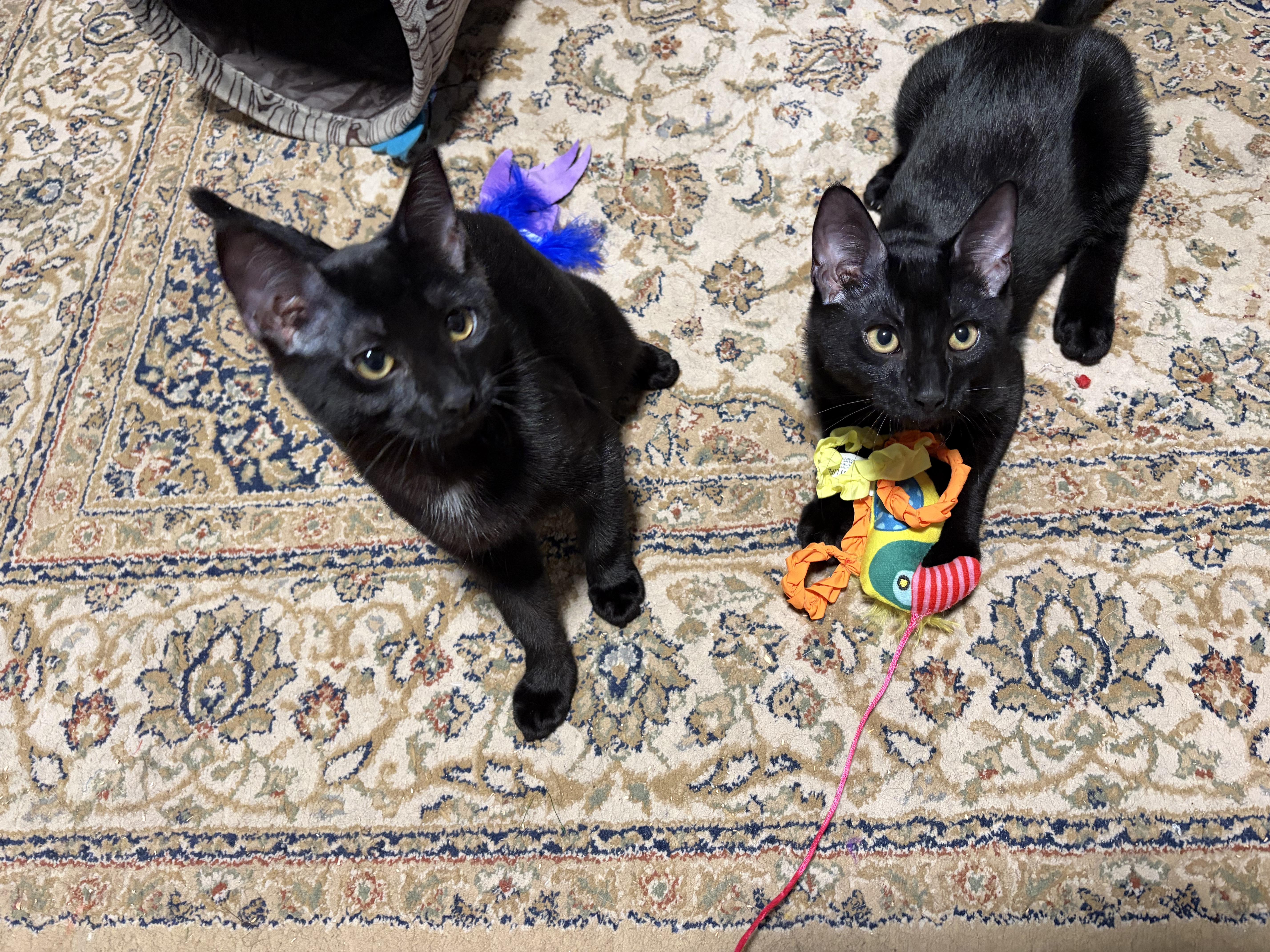 Poblano and Cayenne (Pair), ADOPTABLE, Kitten Male Domestic Short Hair.