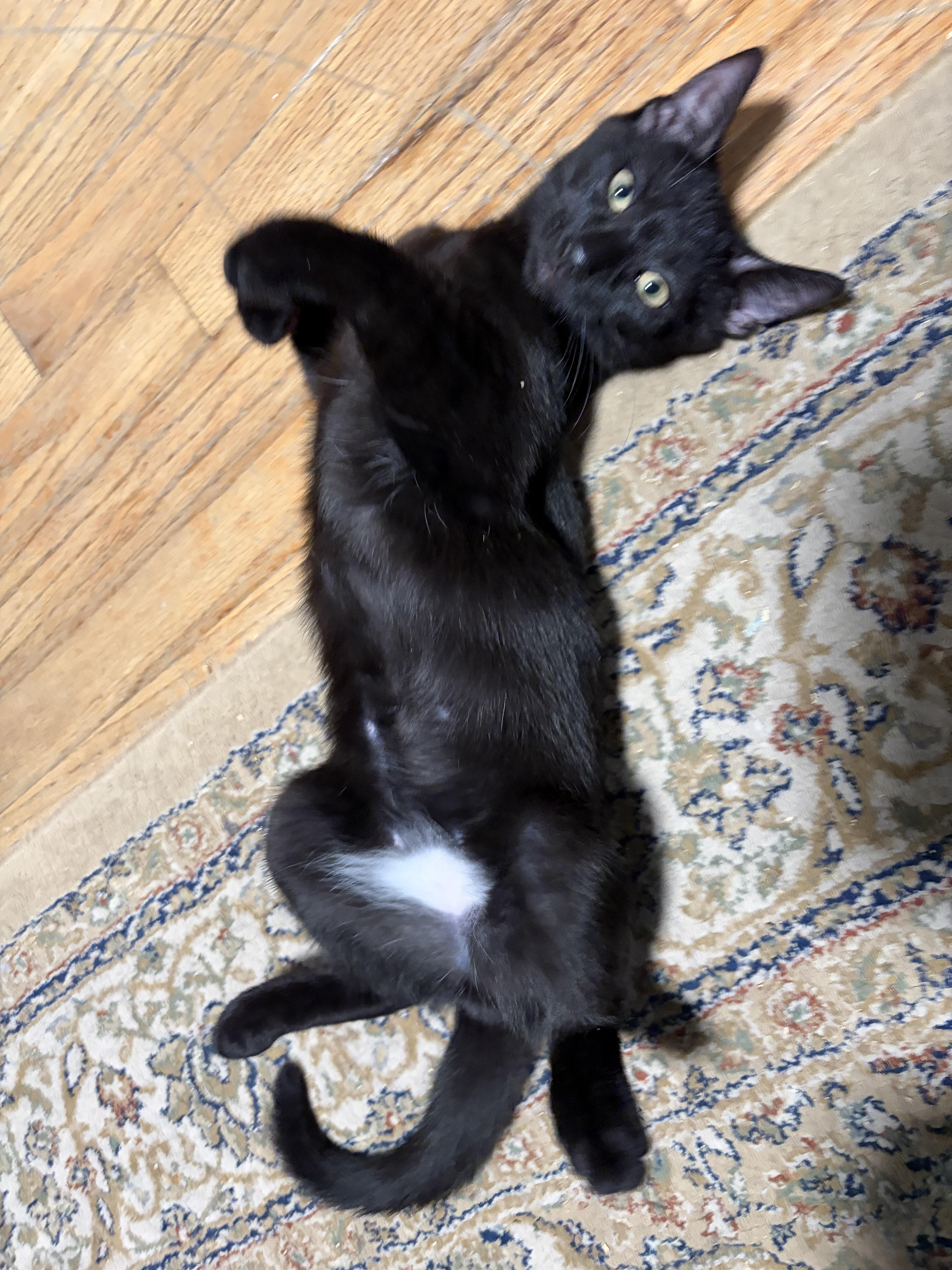 Enlarge Poblano and Cayenne (Pair), a ADOPTABLE Domestic Short Hair in New Britain, CT image 2/6