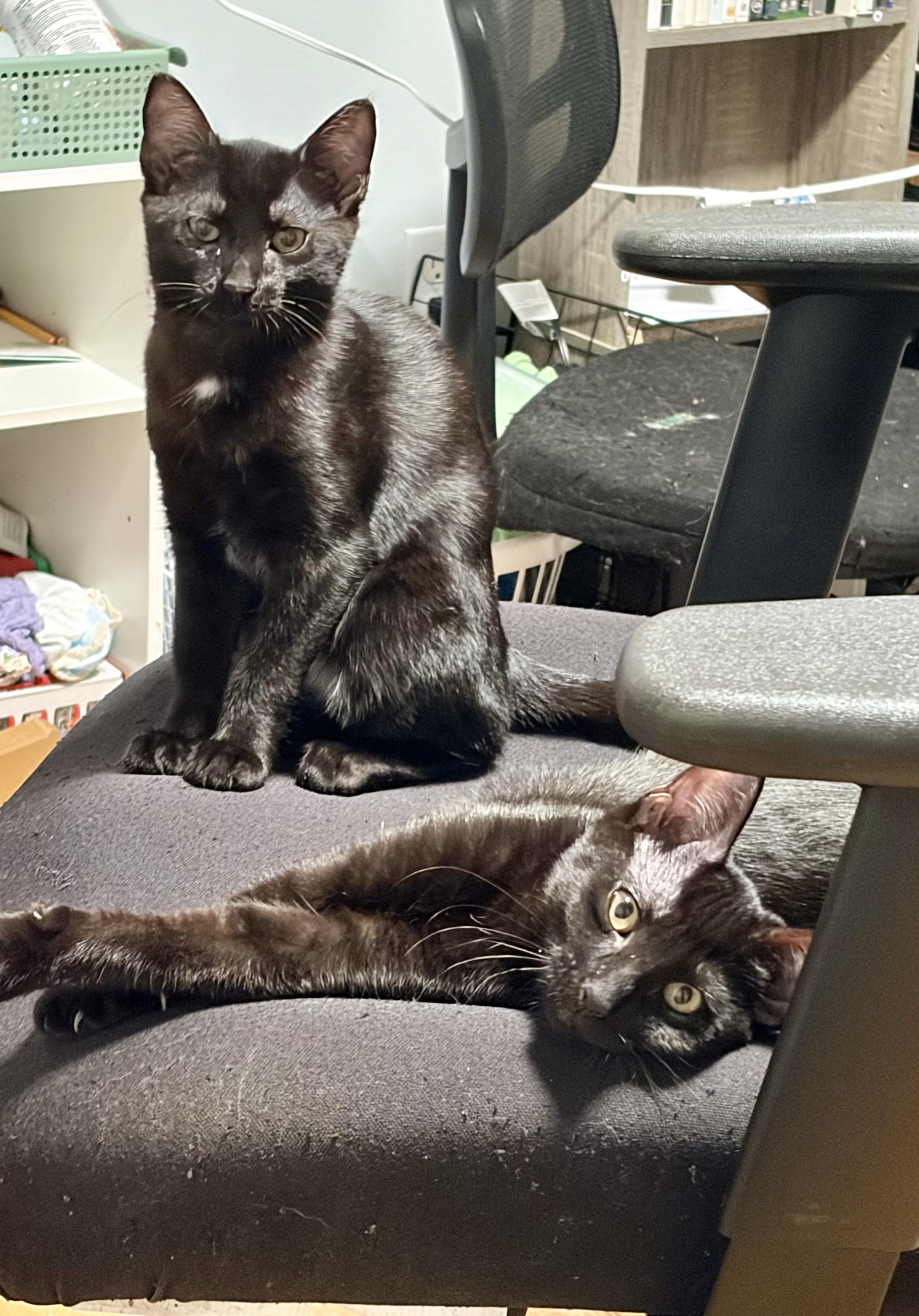 Enlarge Poblano and Cayenne (Pair), a ADOPTABLE Domestic Short Hair in New Britain, CT image 6/6
