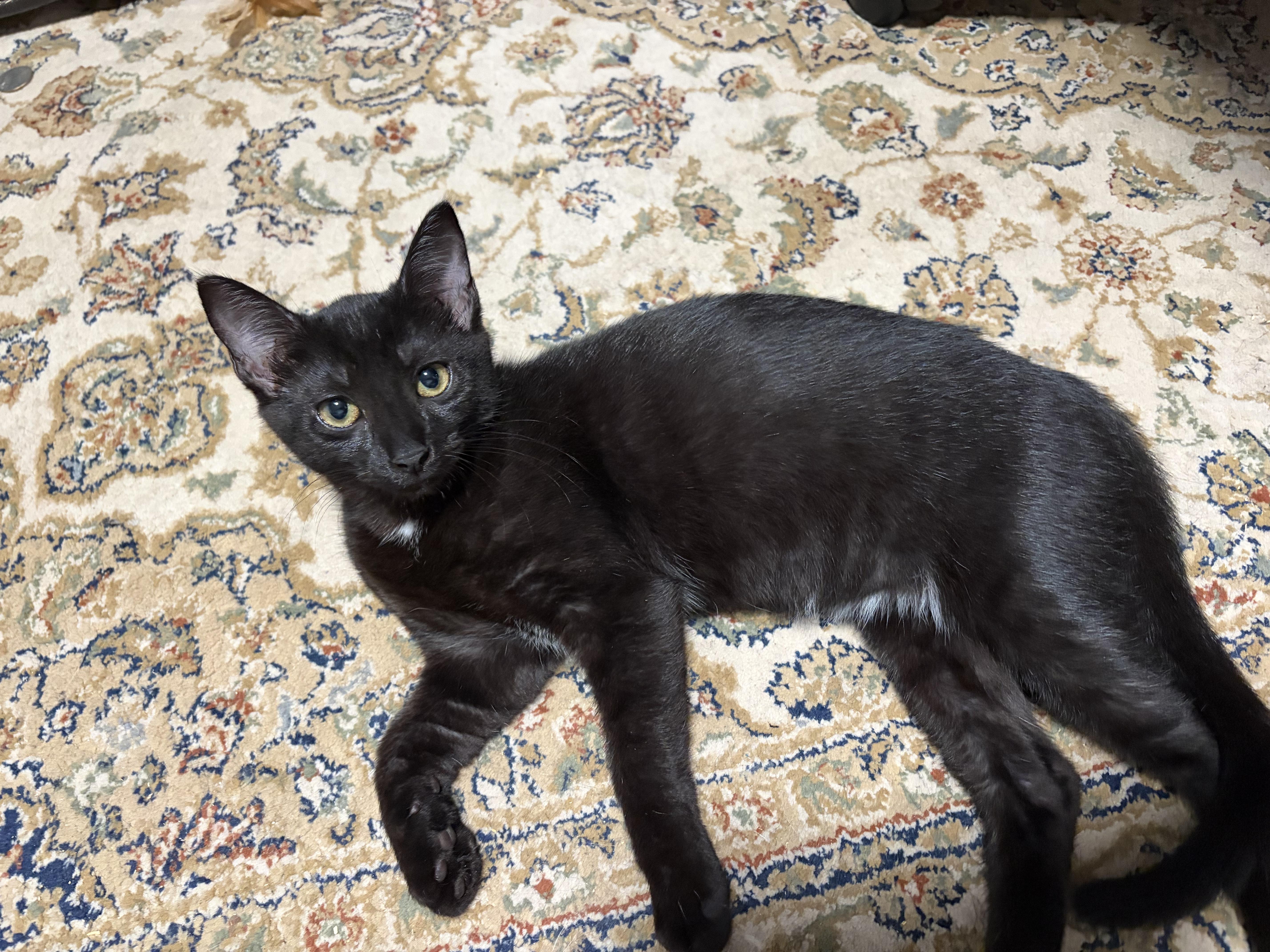 Enlarge Poblano and Cayenne (Pair), a ADOPTABLE Domestic Short Hair in New Britain, CT image 3/6