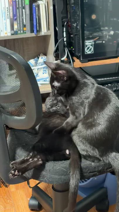 Enlarge Poblano and Cayenne (Pair), a ADOPTABLE Domestic Short Hair in New Britain, CT video 4/6