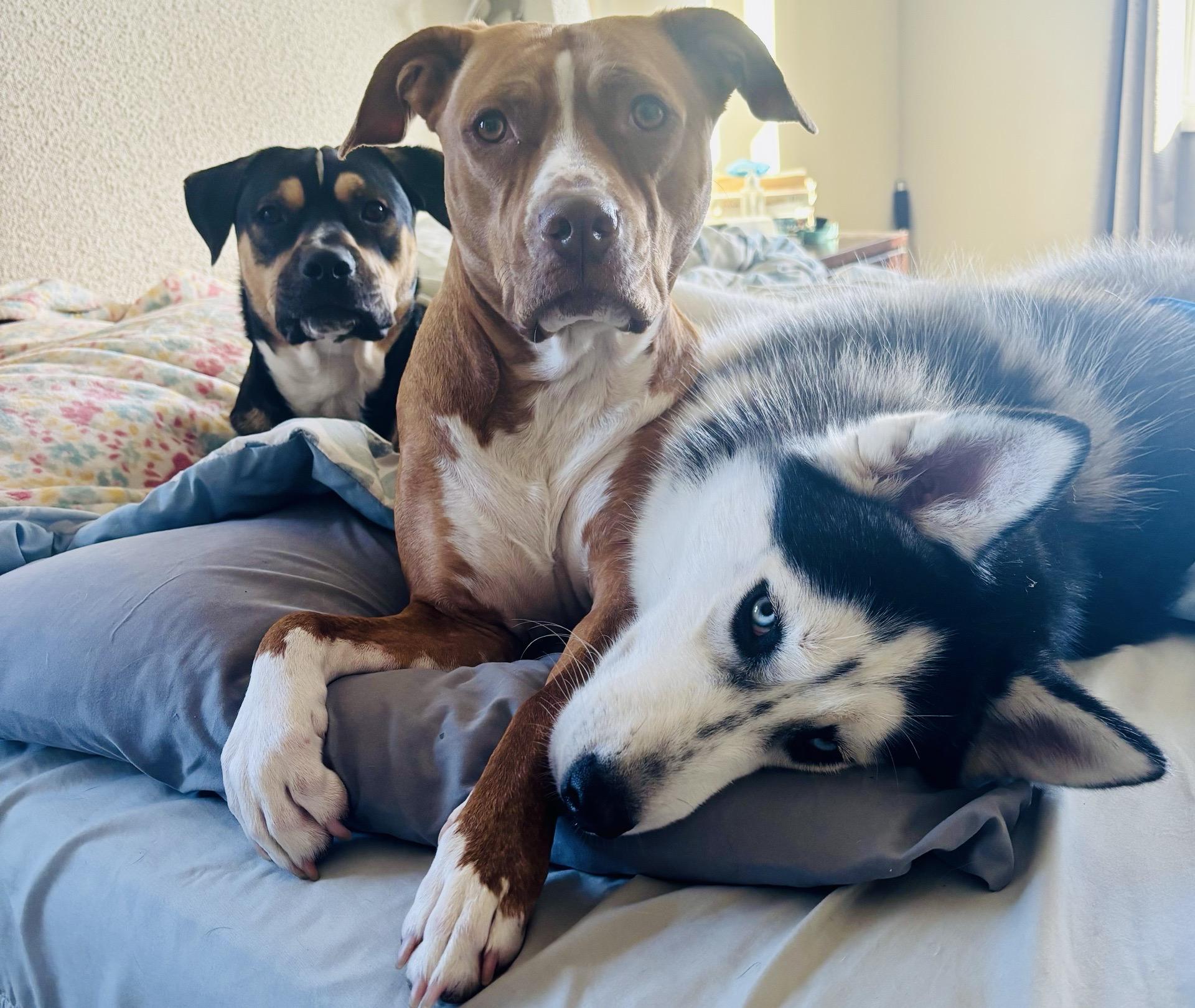 Enlarge Hades, a Adoptable mixed breed in Itasca, IL image 4/6