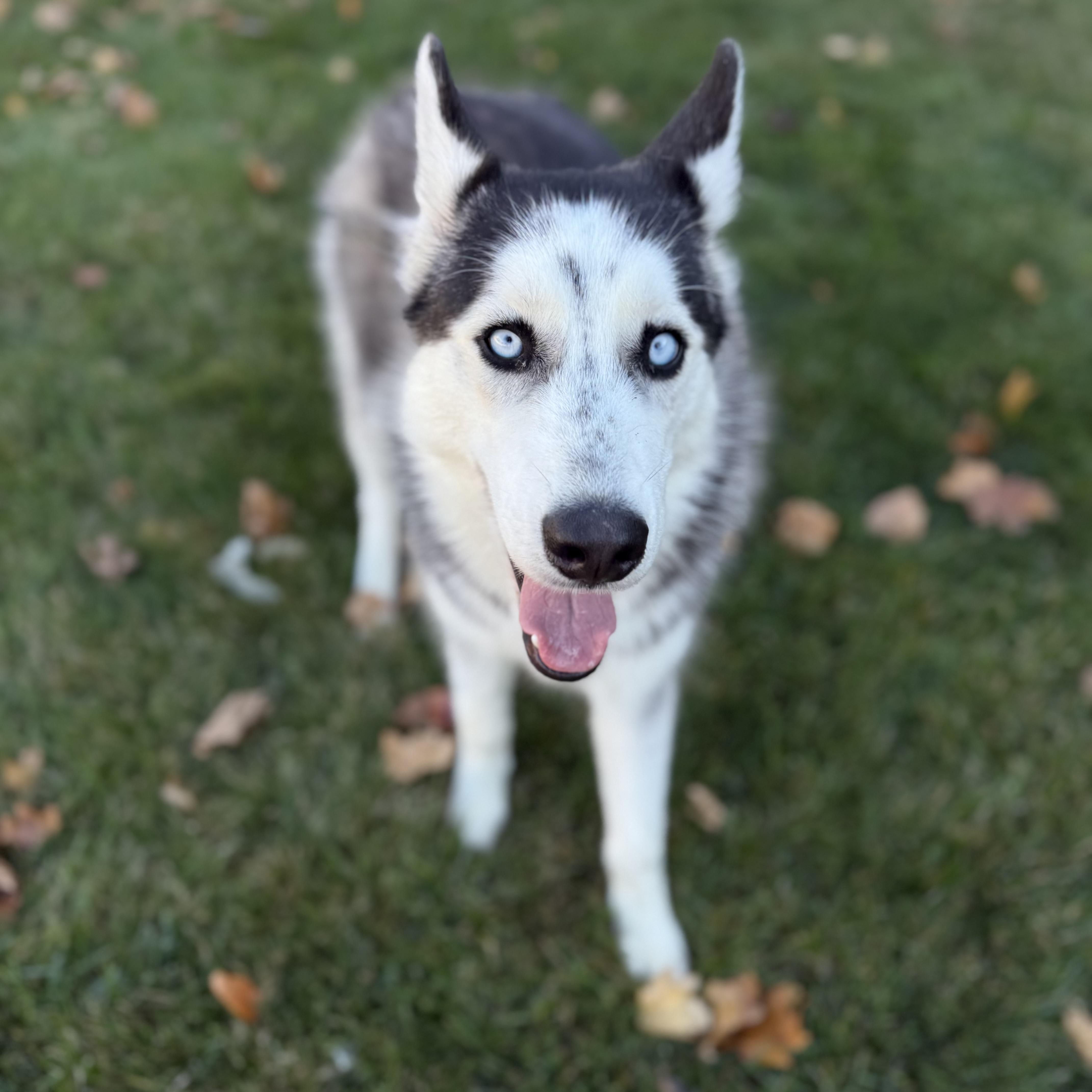 Hades, Adoptable, Young Male Siberian Husky.