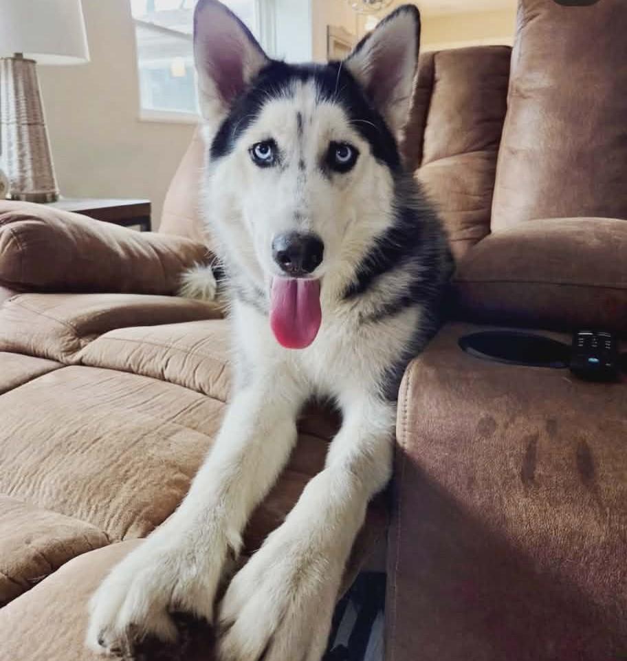 Hades, Adoptable, Young Male Siberian Husky.